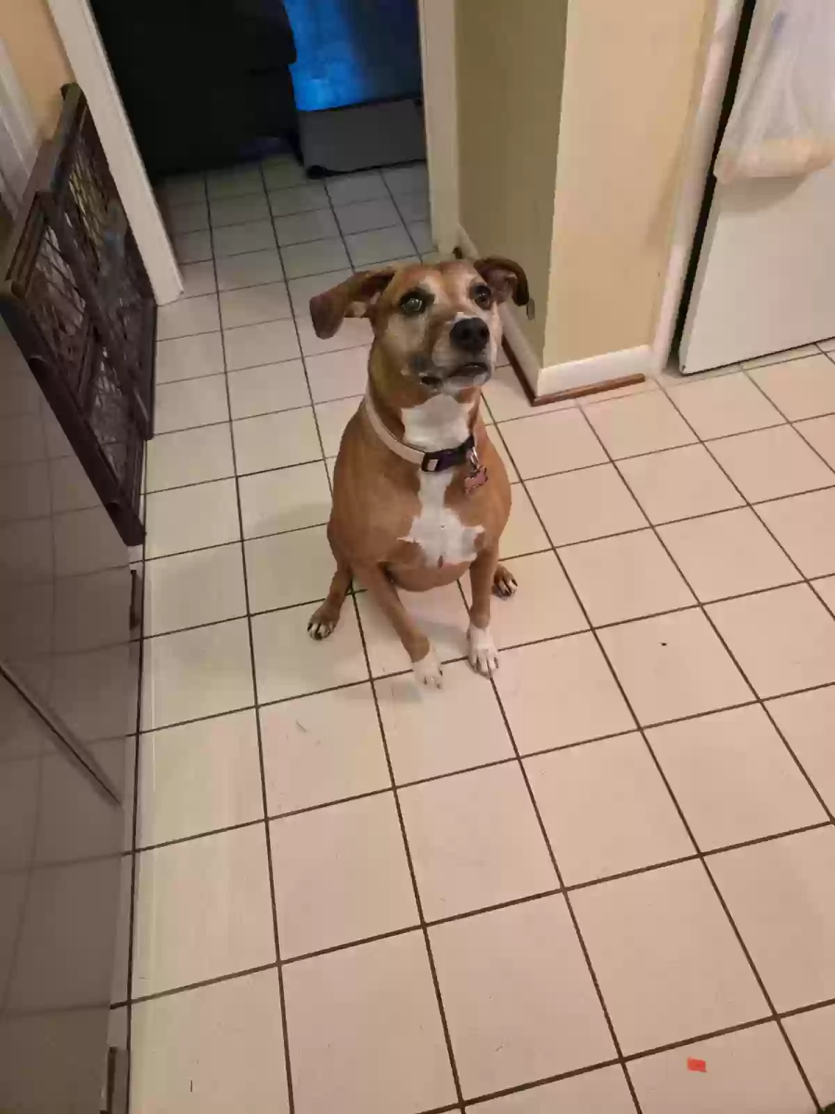 adoptable Dog in Cookeville,TN named Fiona