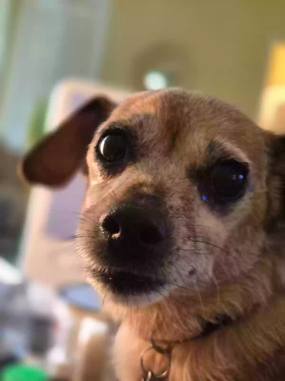 adoptable Dog in Cookeville,TN named Dany