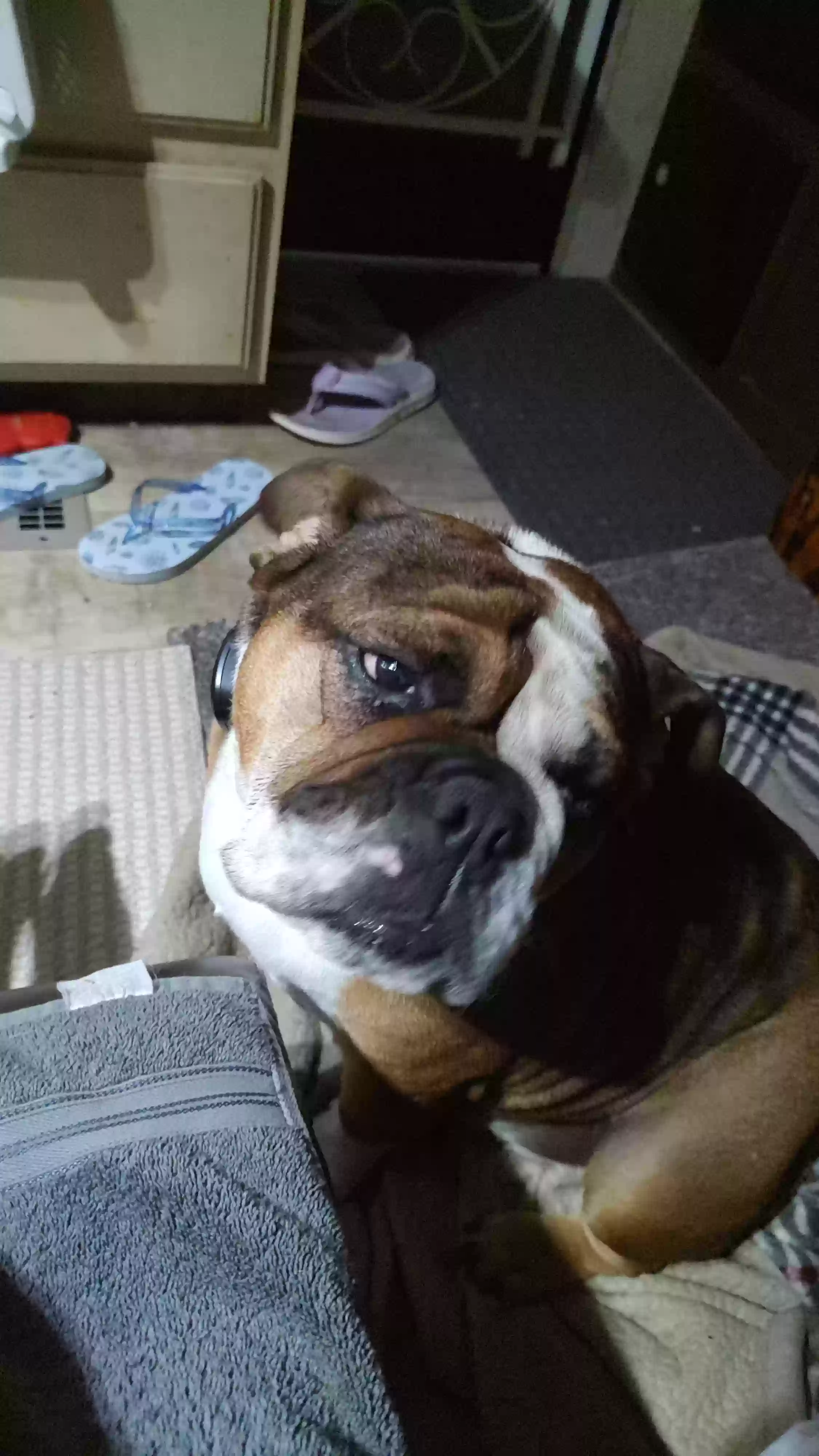 adoptable Dog in Four Oaks,NC named Mocha