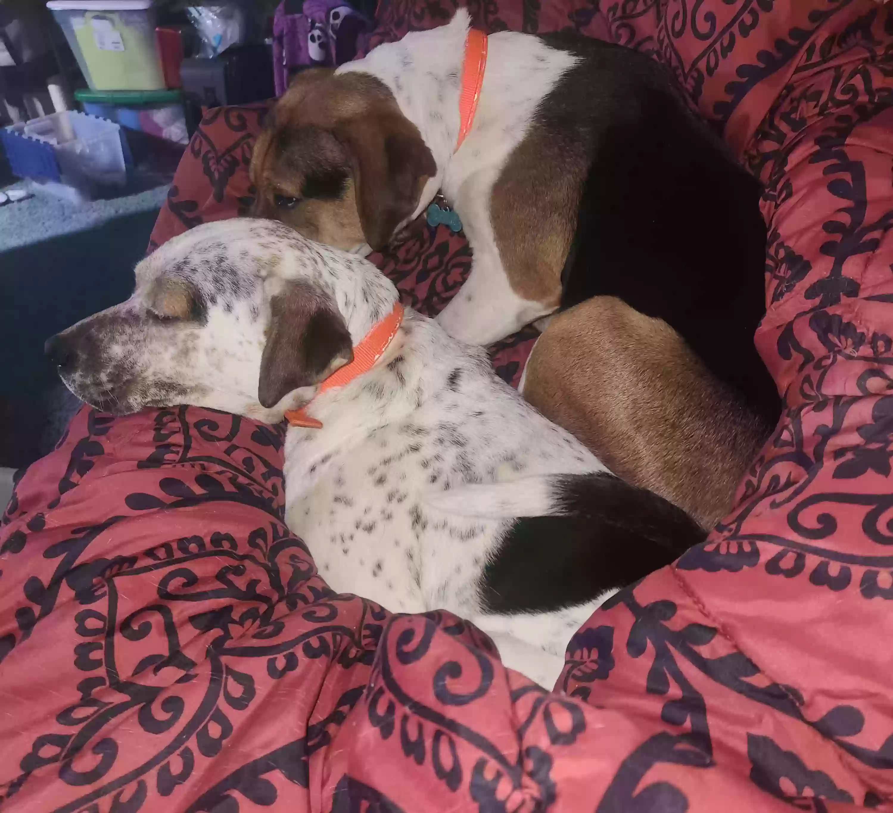 adoptable Dog in Reidsville,NC named Tina