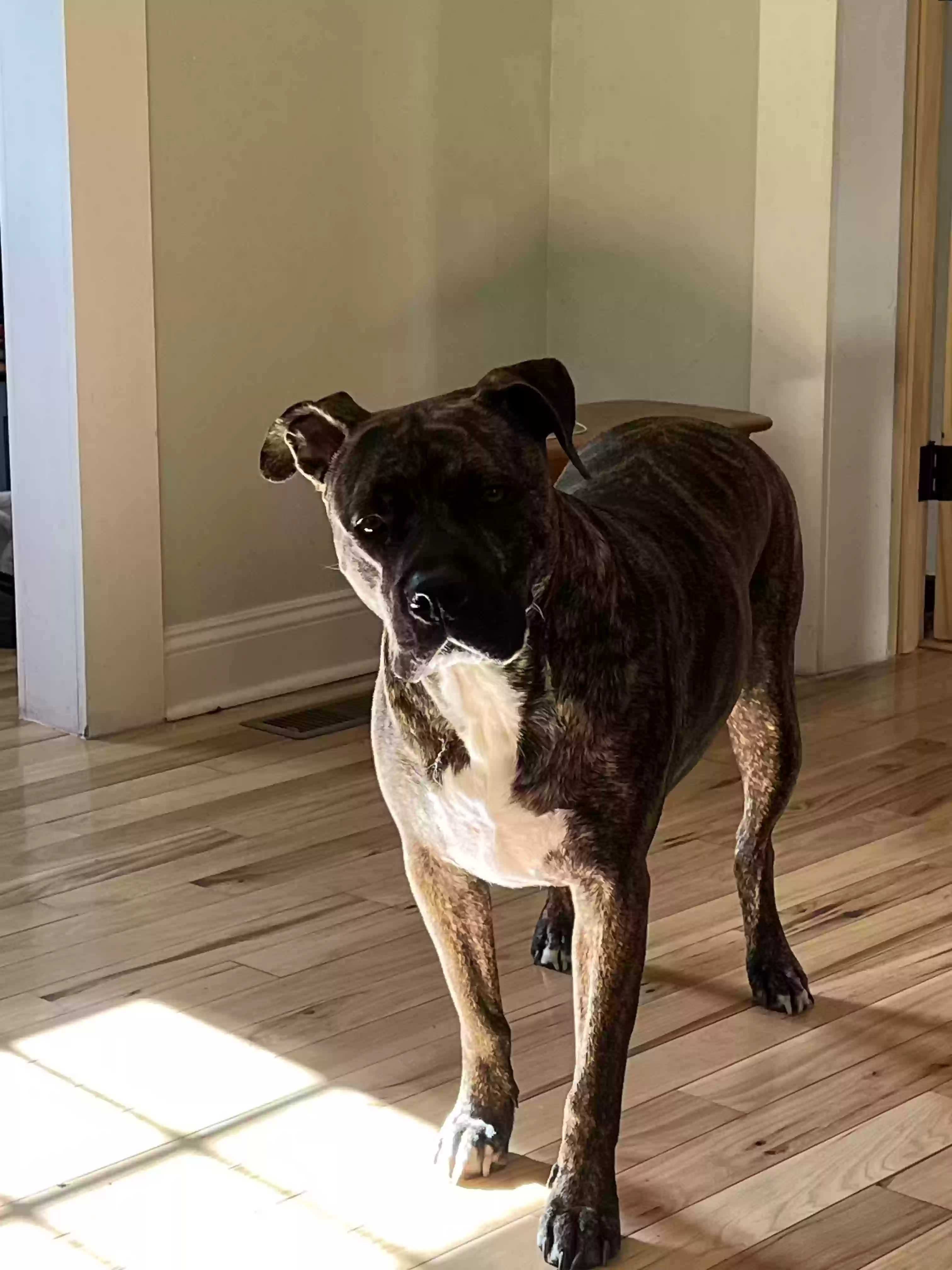 adoptable Dog in Erwin,TN named Bronx