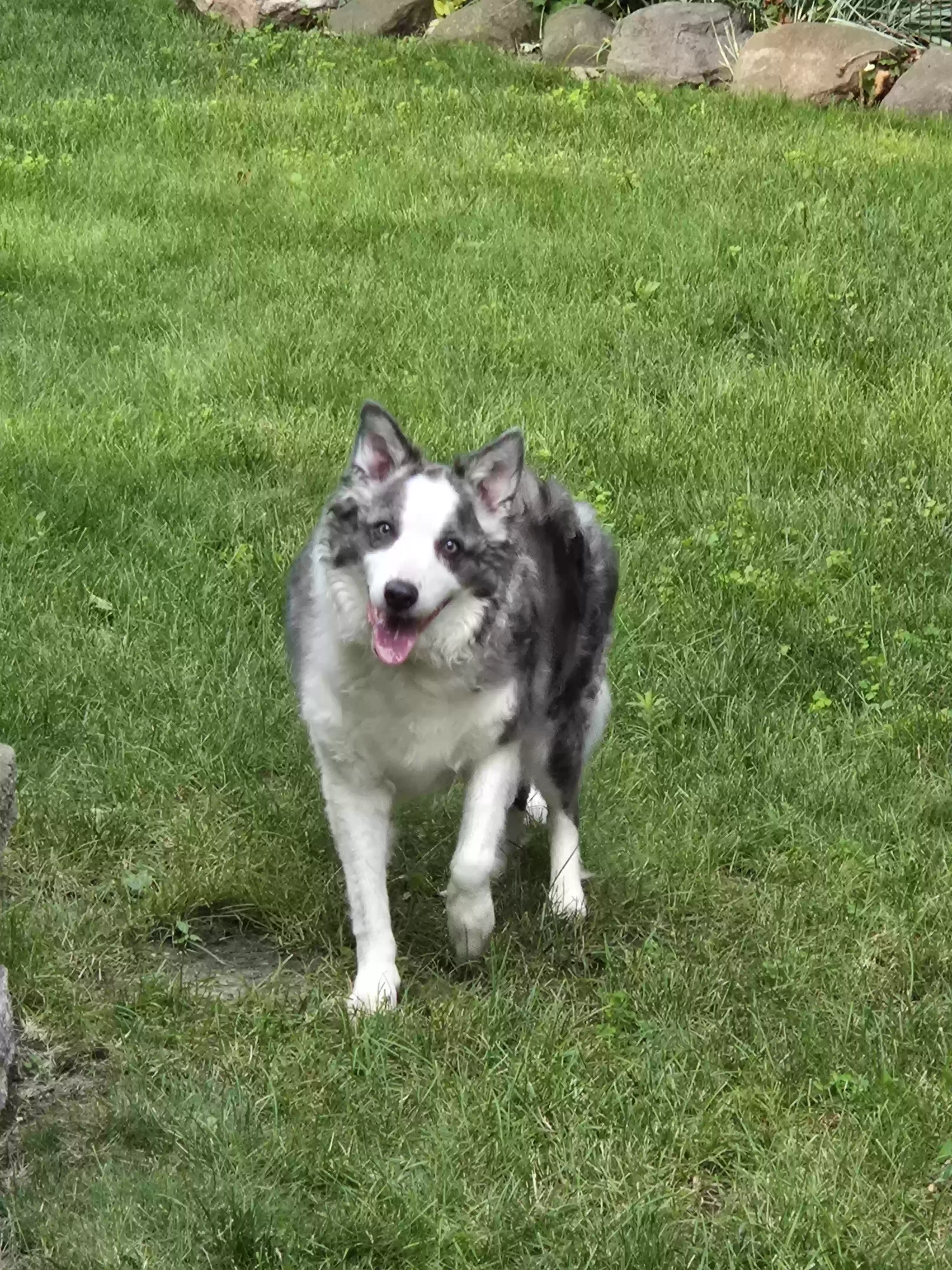 adoptable Dog in Greendale,WI named Riley