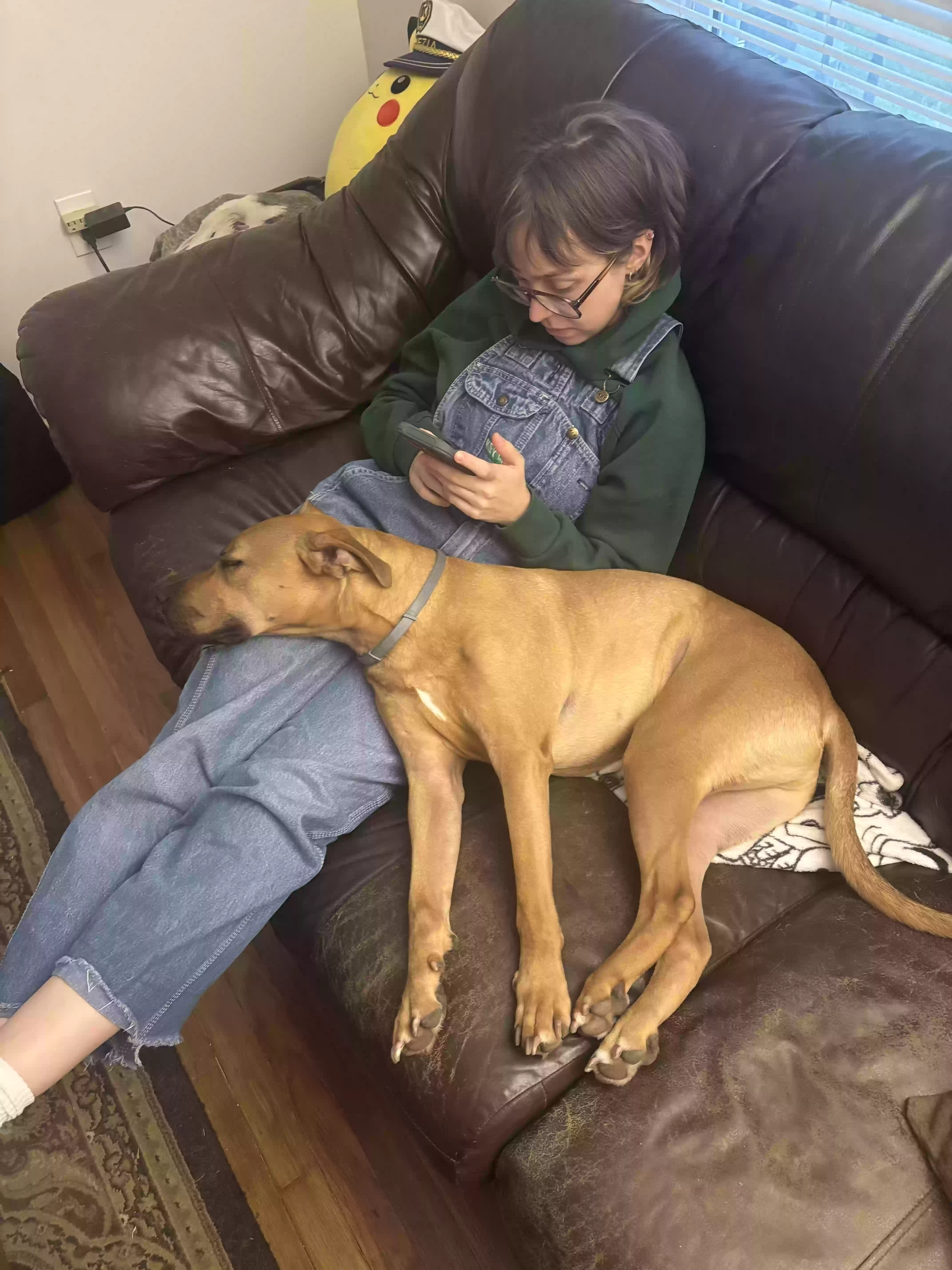 adoptable Dog in Kansas City,MO named Bandit