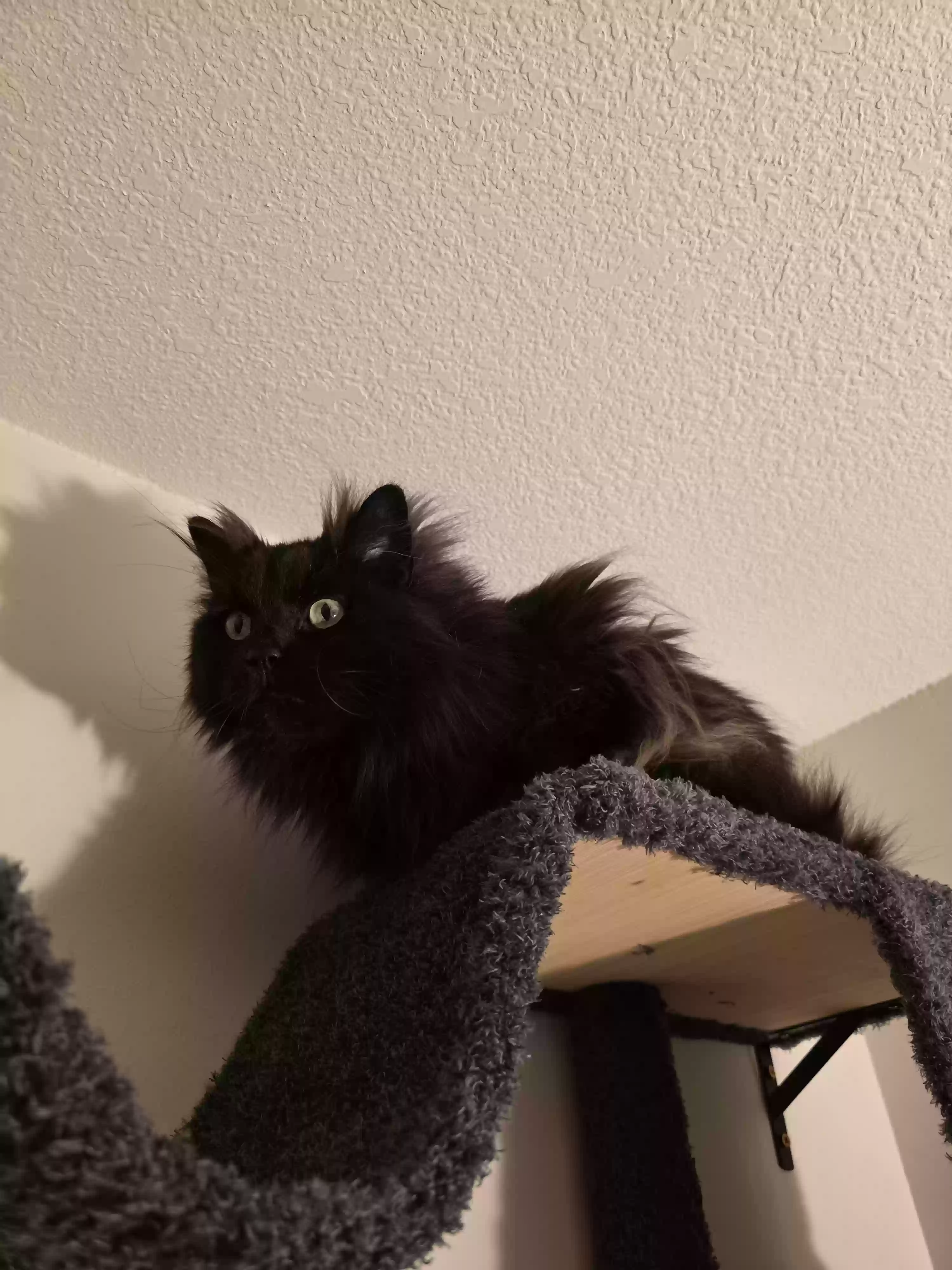 adoptable Cat in Utica,MI named Sarabi