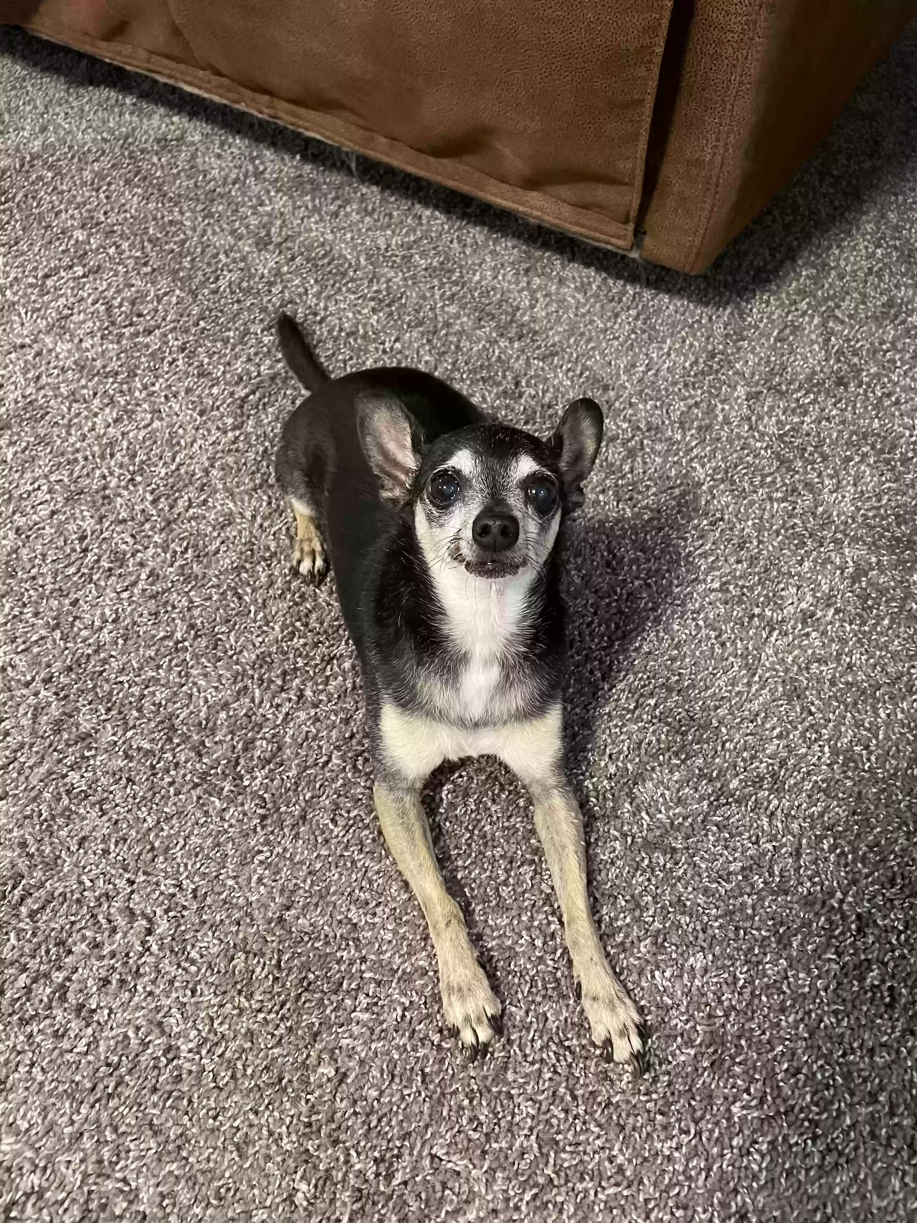 adoptable Dog in Corpus Christi,TX named