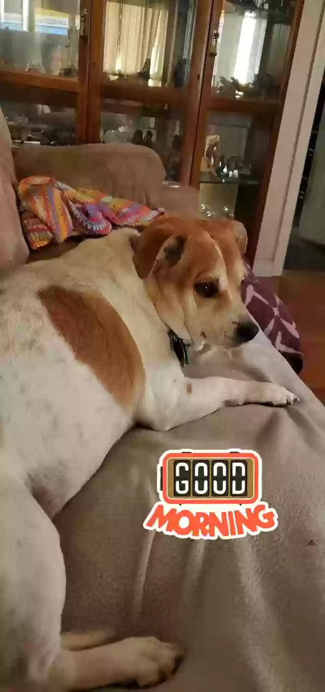 adoptable Dog in Northfield,NJ named Luca