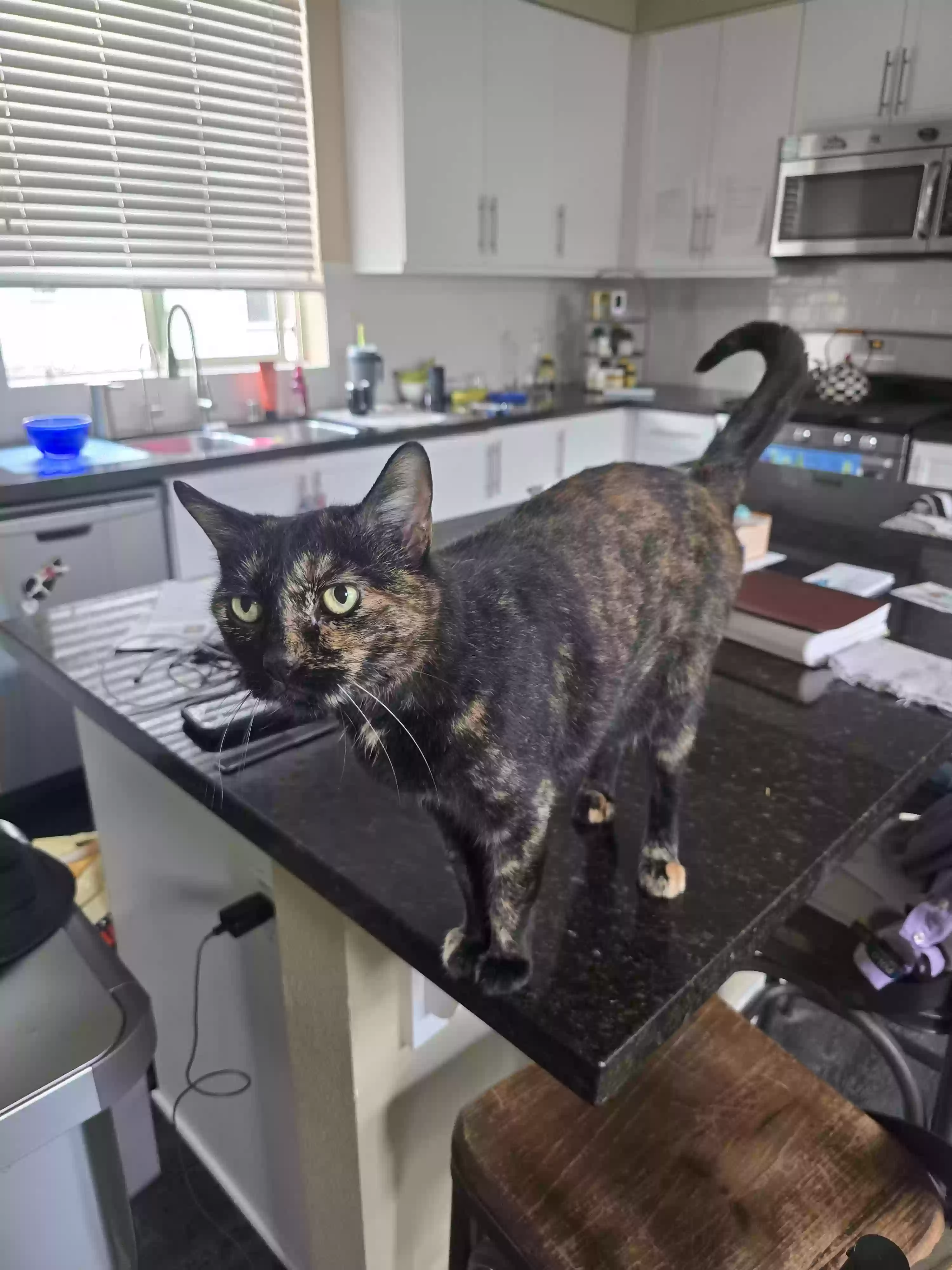 adoptable Cat in Ladera Ranch,CA named Cali