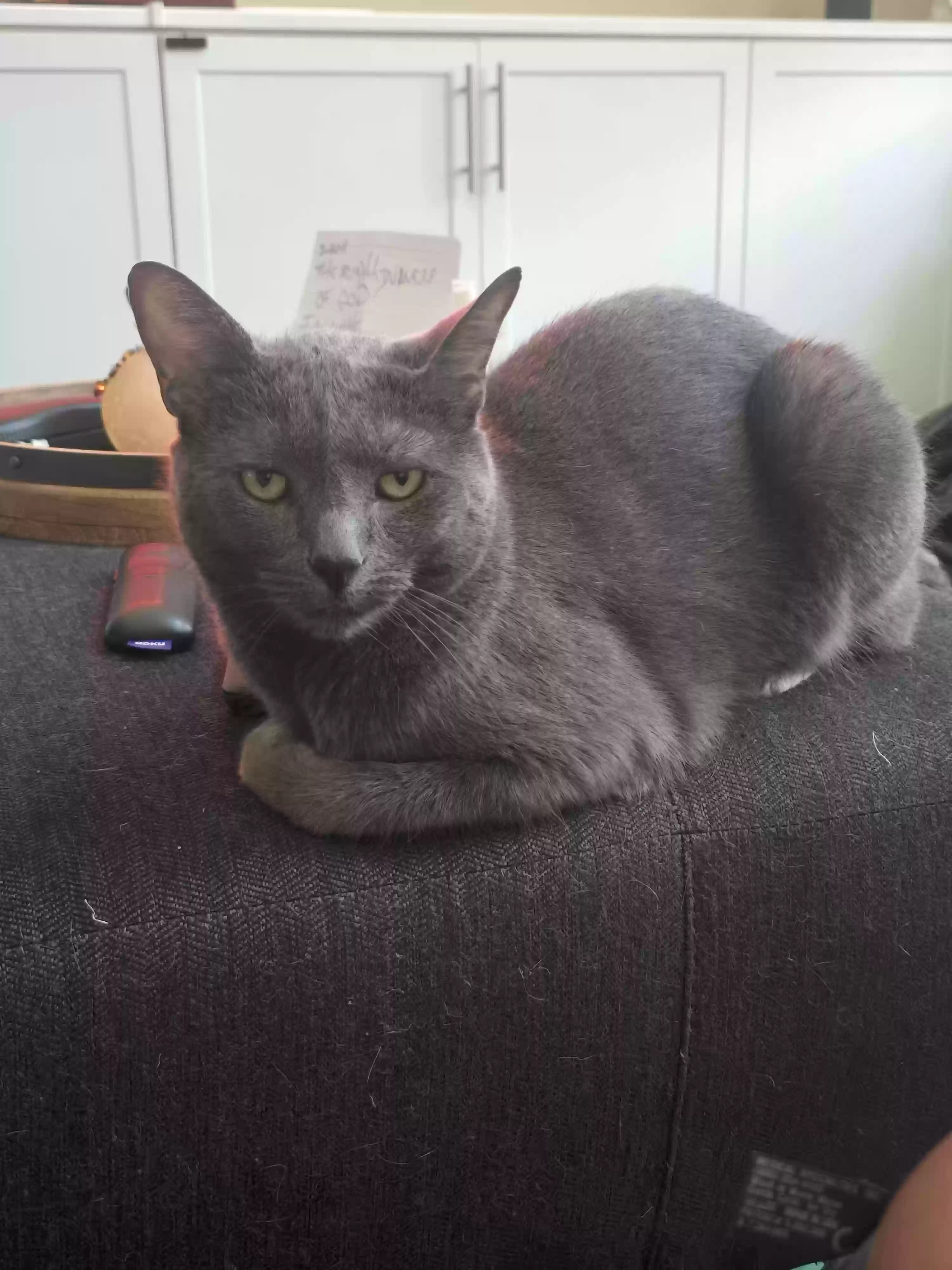 adoptable Cat in Ladera Ranch,CA named PUFF