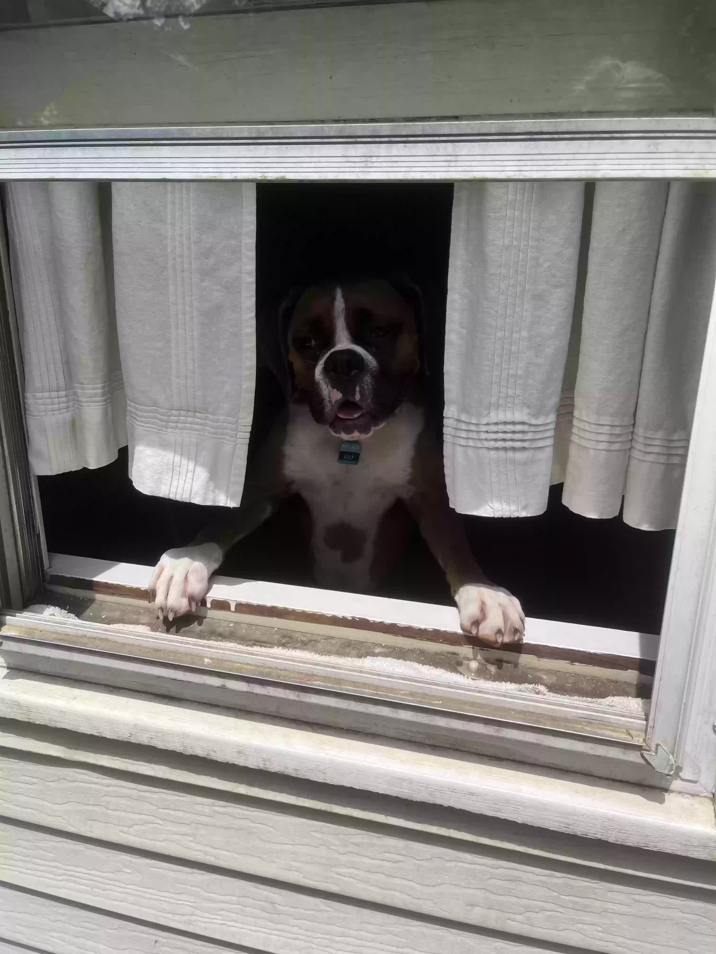 adoptable Dog in Glenside,PA named Lilly