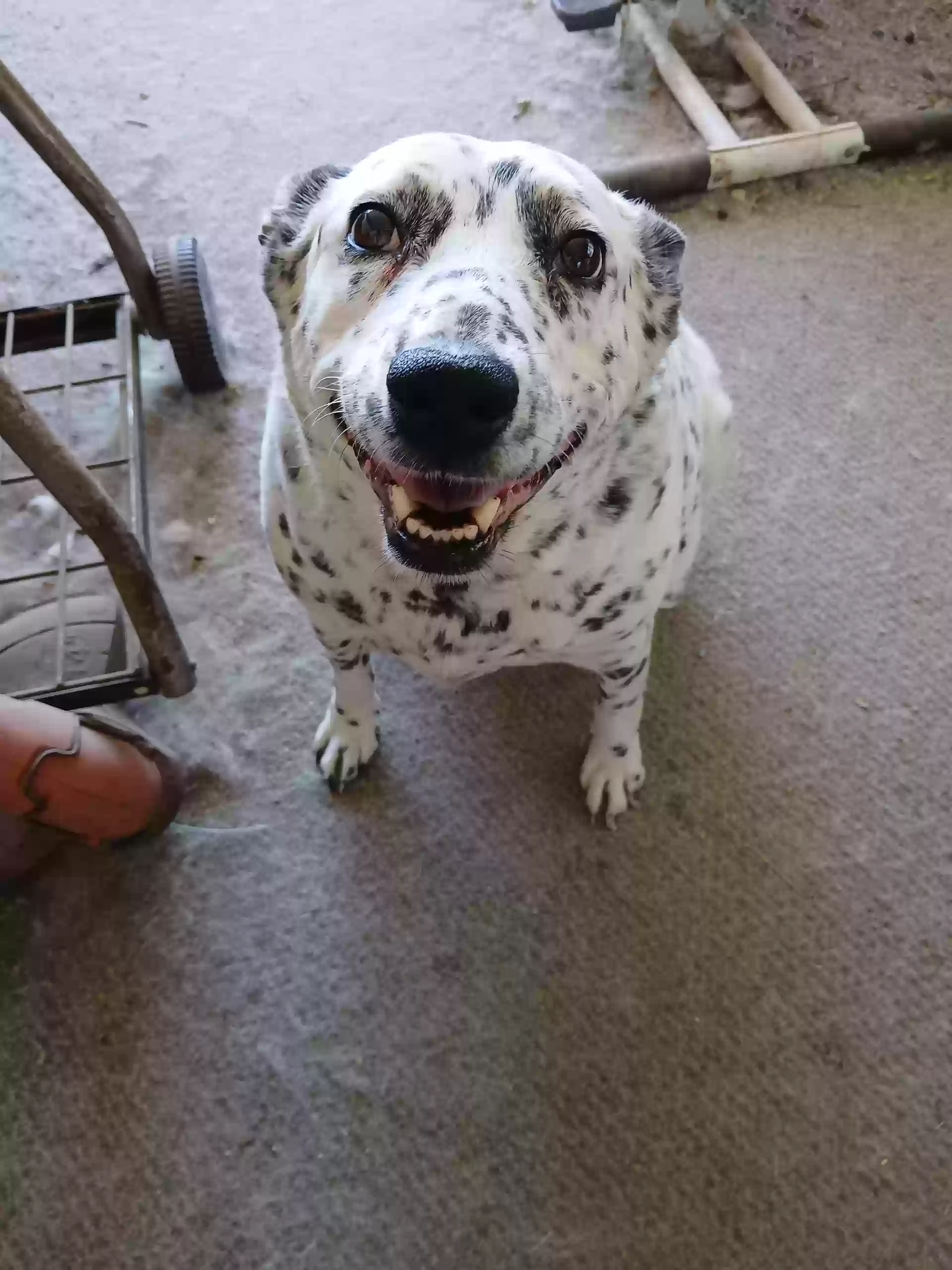 adoptable Dog in Mayer,AZ named Daisy