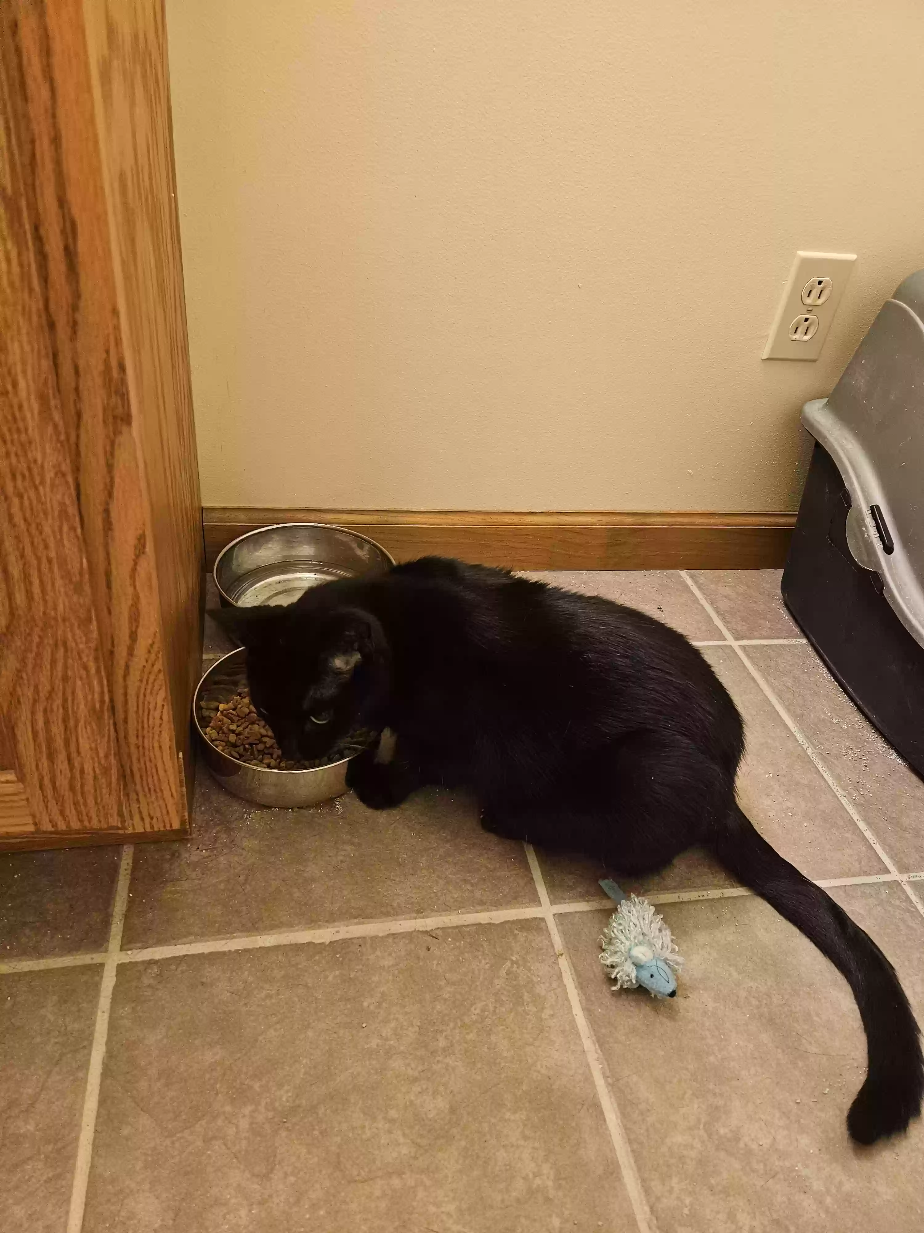 adoptable Cat in Farmington,MO named Elvis