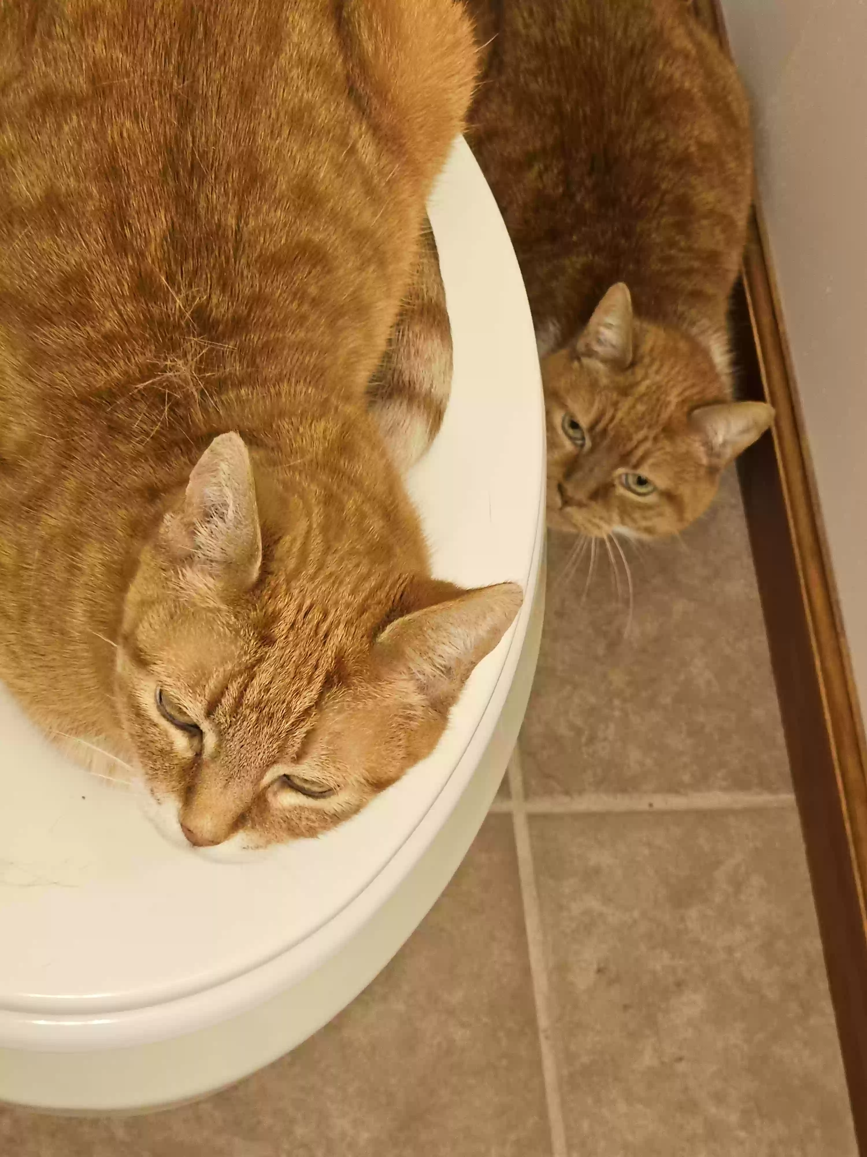 adoptable Cat in Farmington,MO named Cinnamon