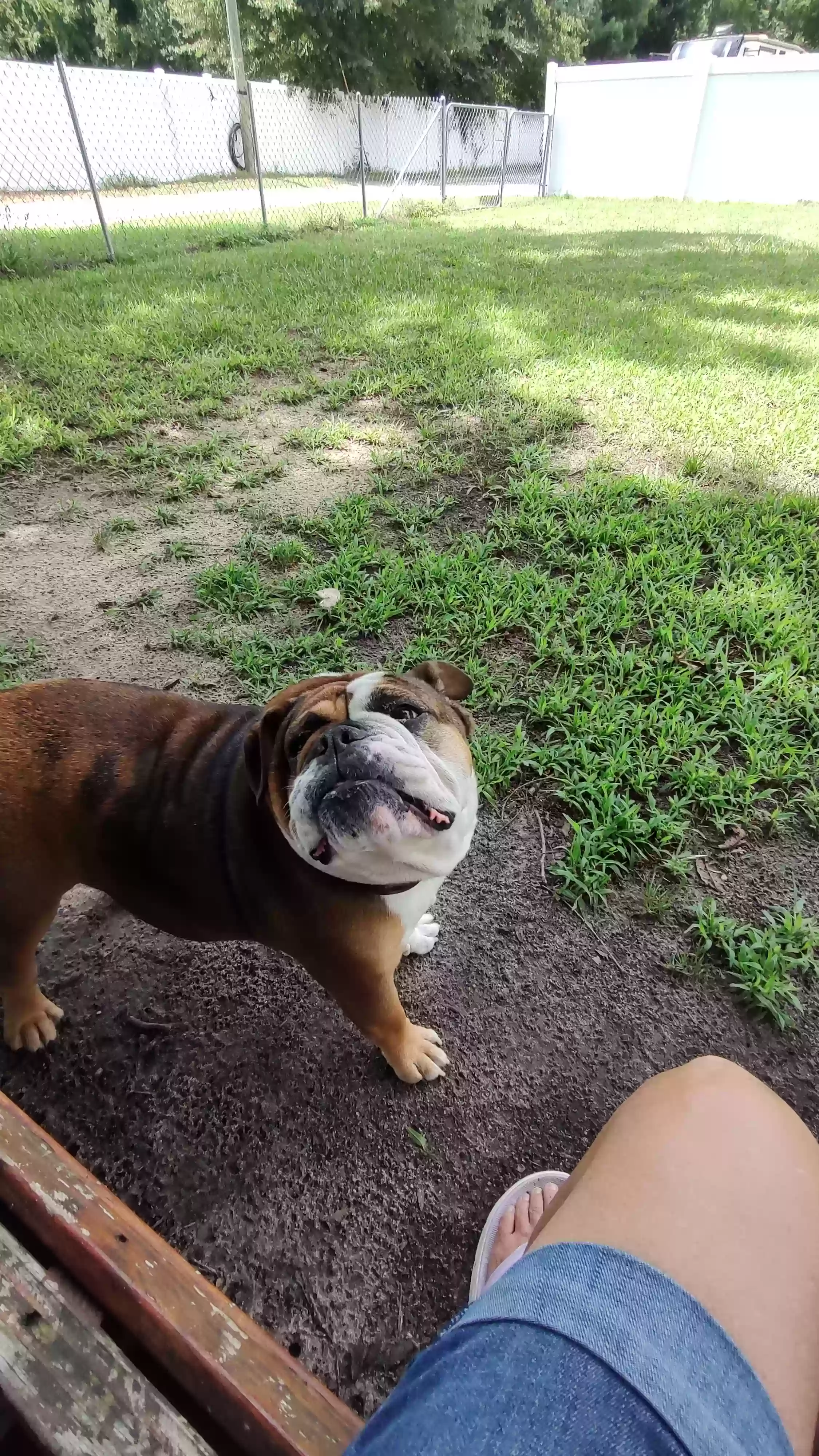 adoptable Dog in Four Oaks,NC named Mocha