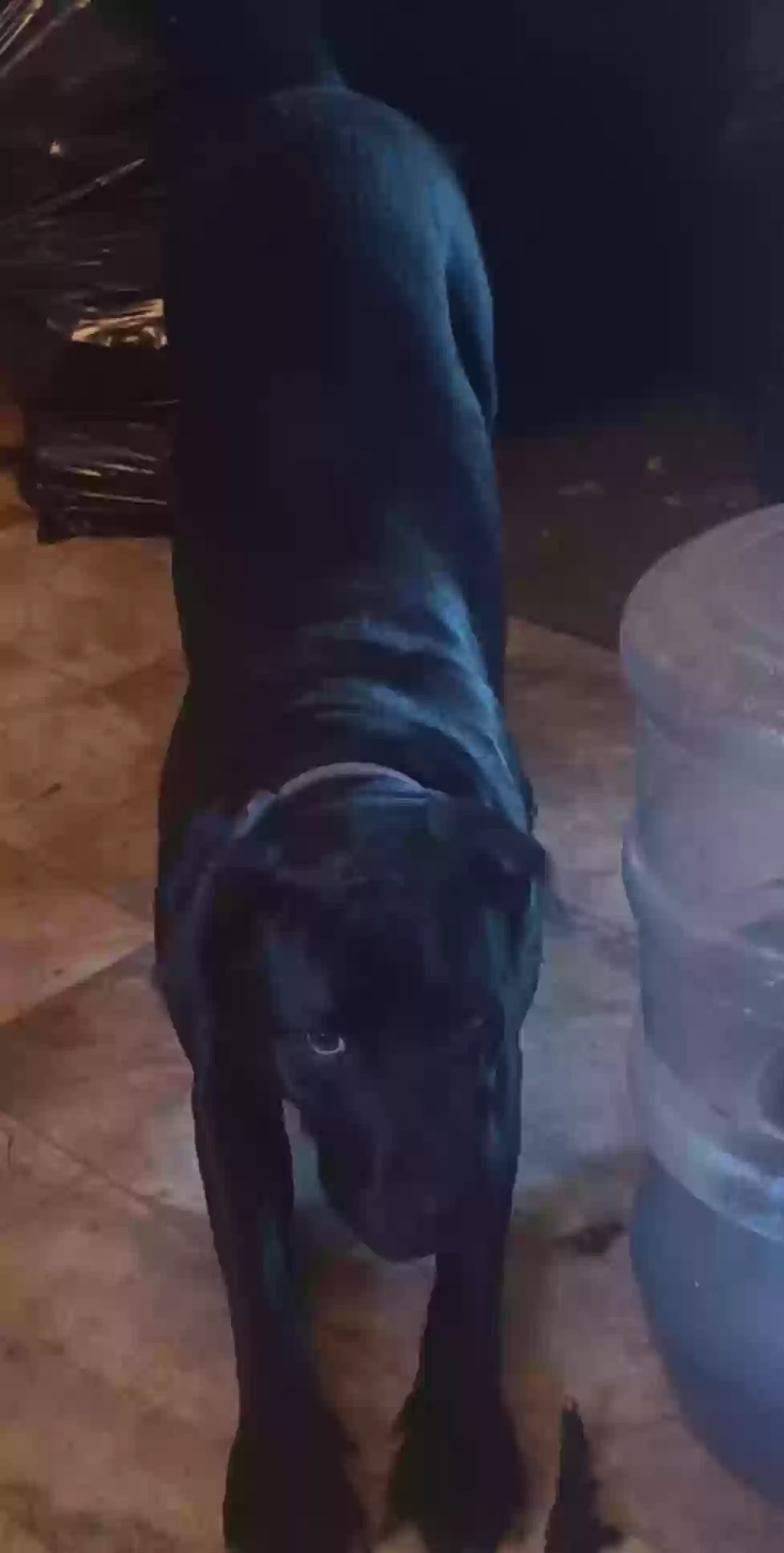 adoptable Dog in Prescott Valley,AZ named April
