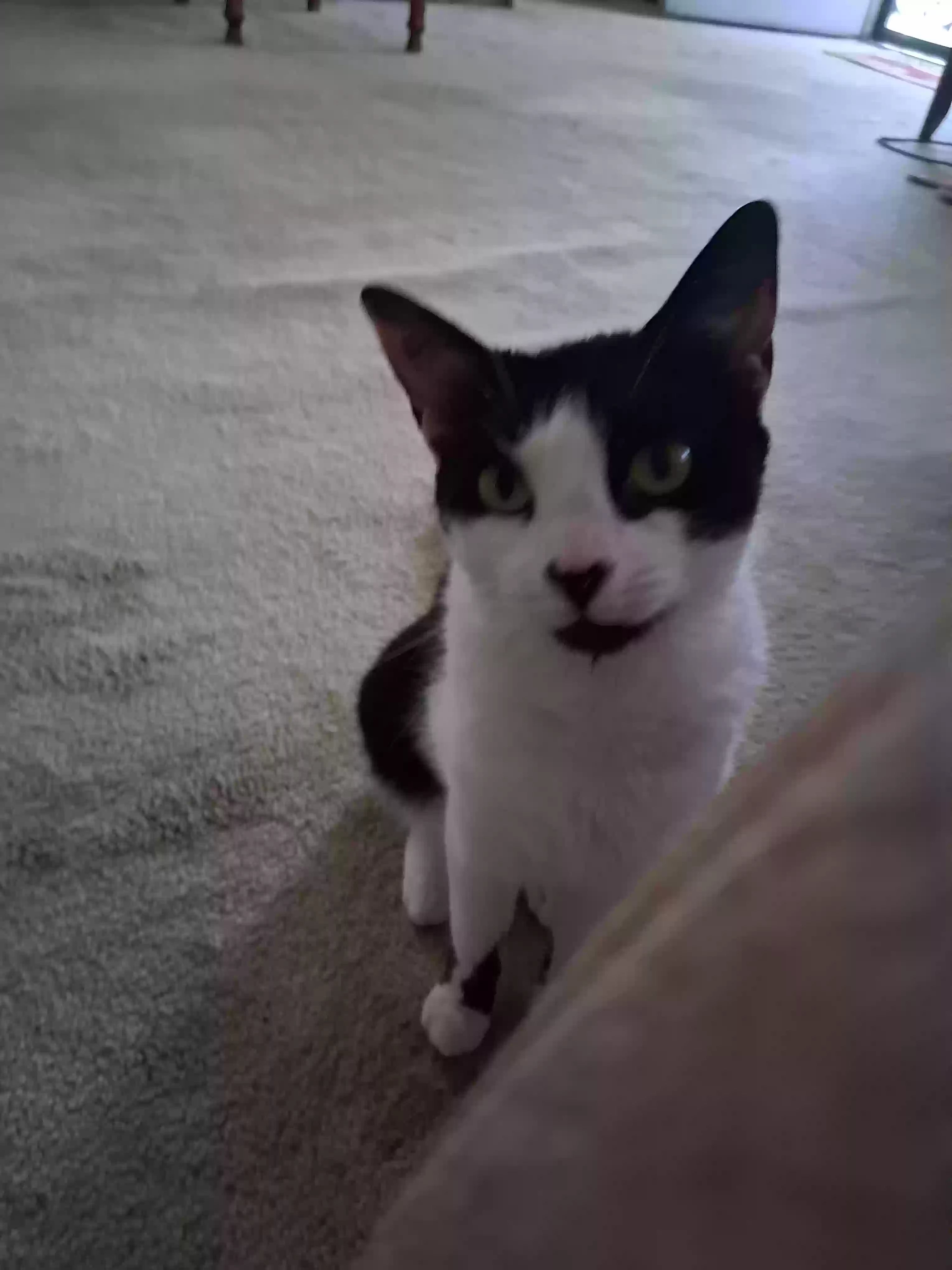 adoptable Cat in Jamaica,NY named Lily