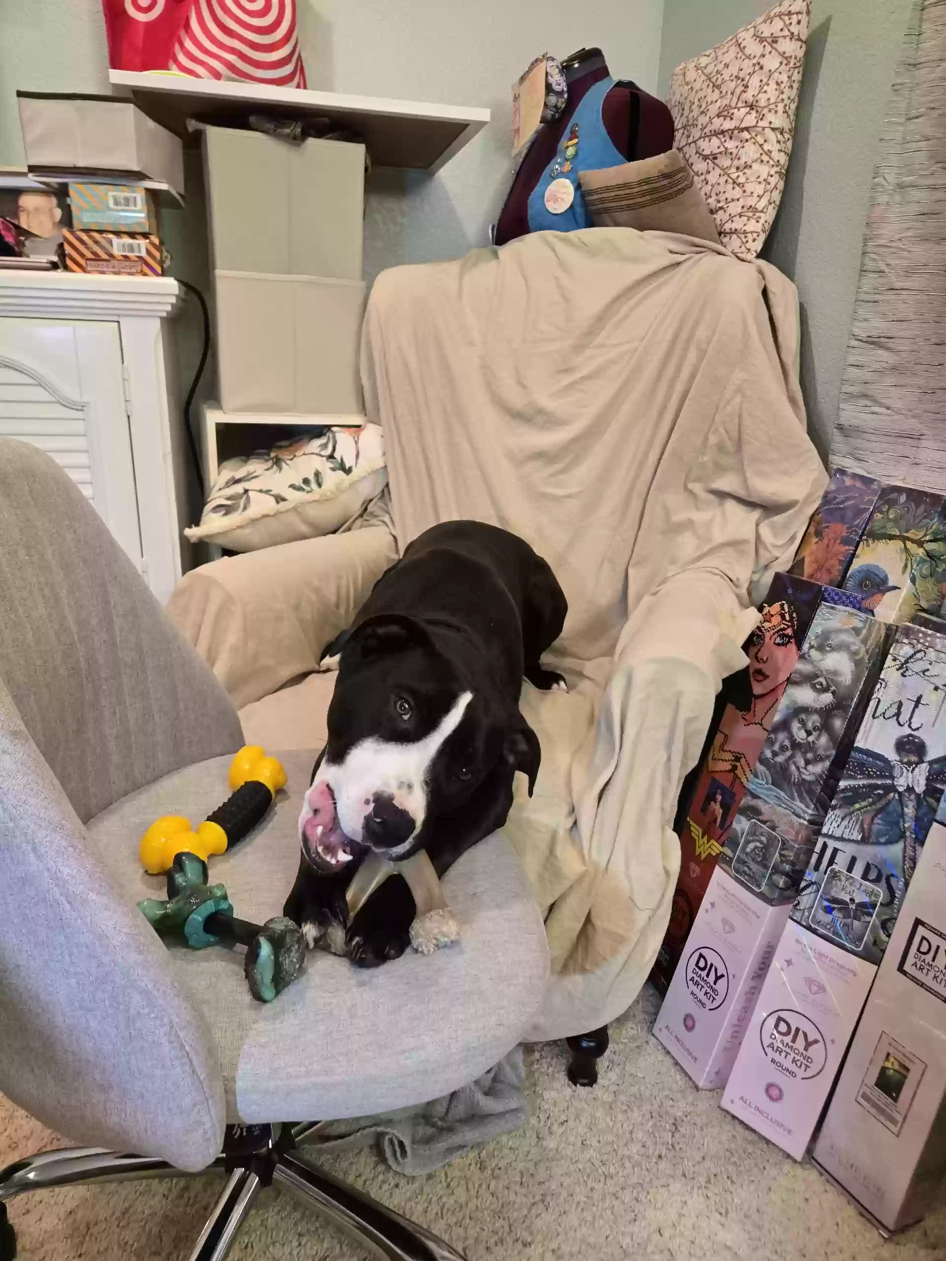 adoptable Dog in Parker,CO named Flash