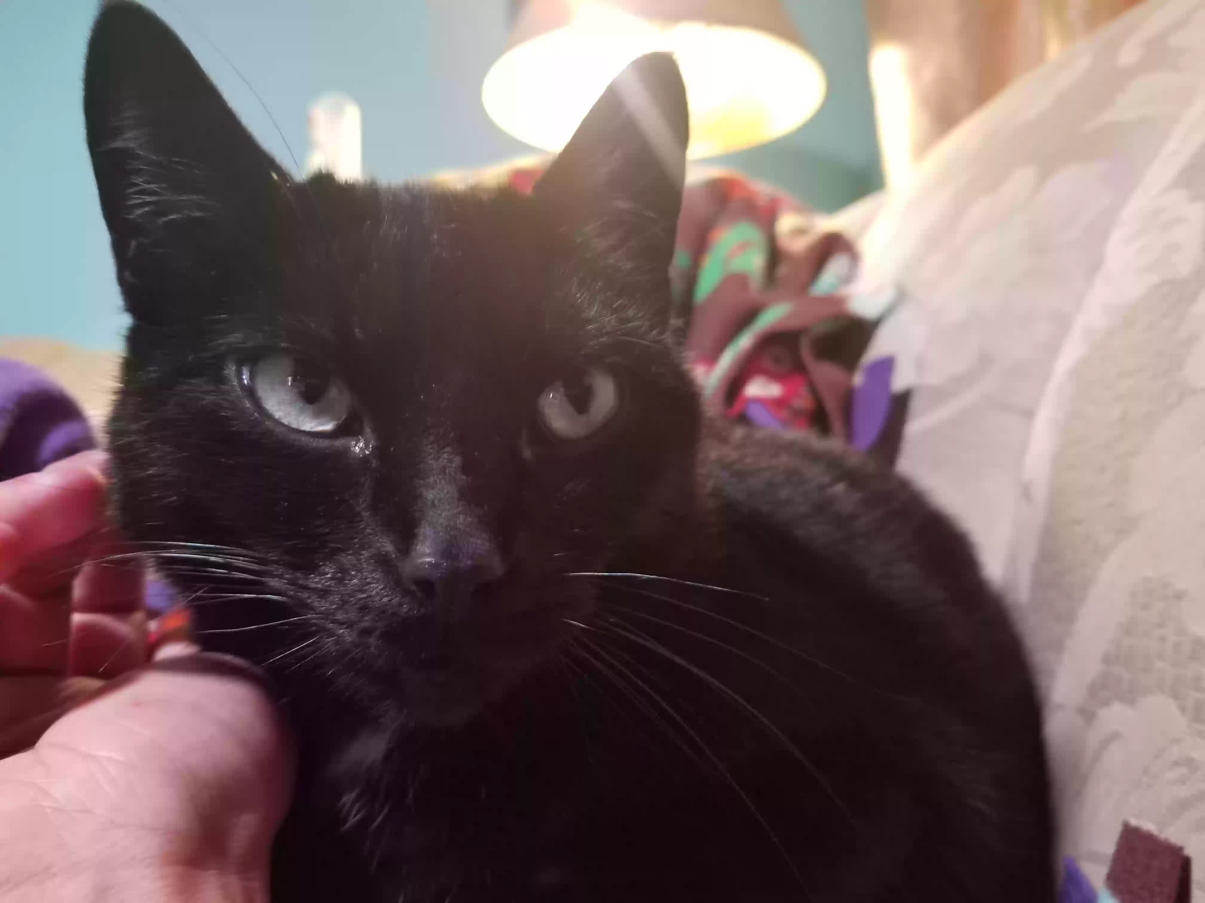 adoptable Cat in Warren,MI named Rowena