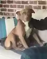 adoptable Dog in Sumrall,MS named Zoey