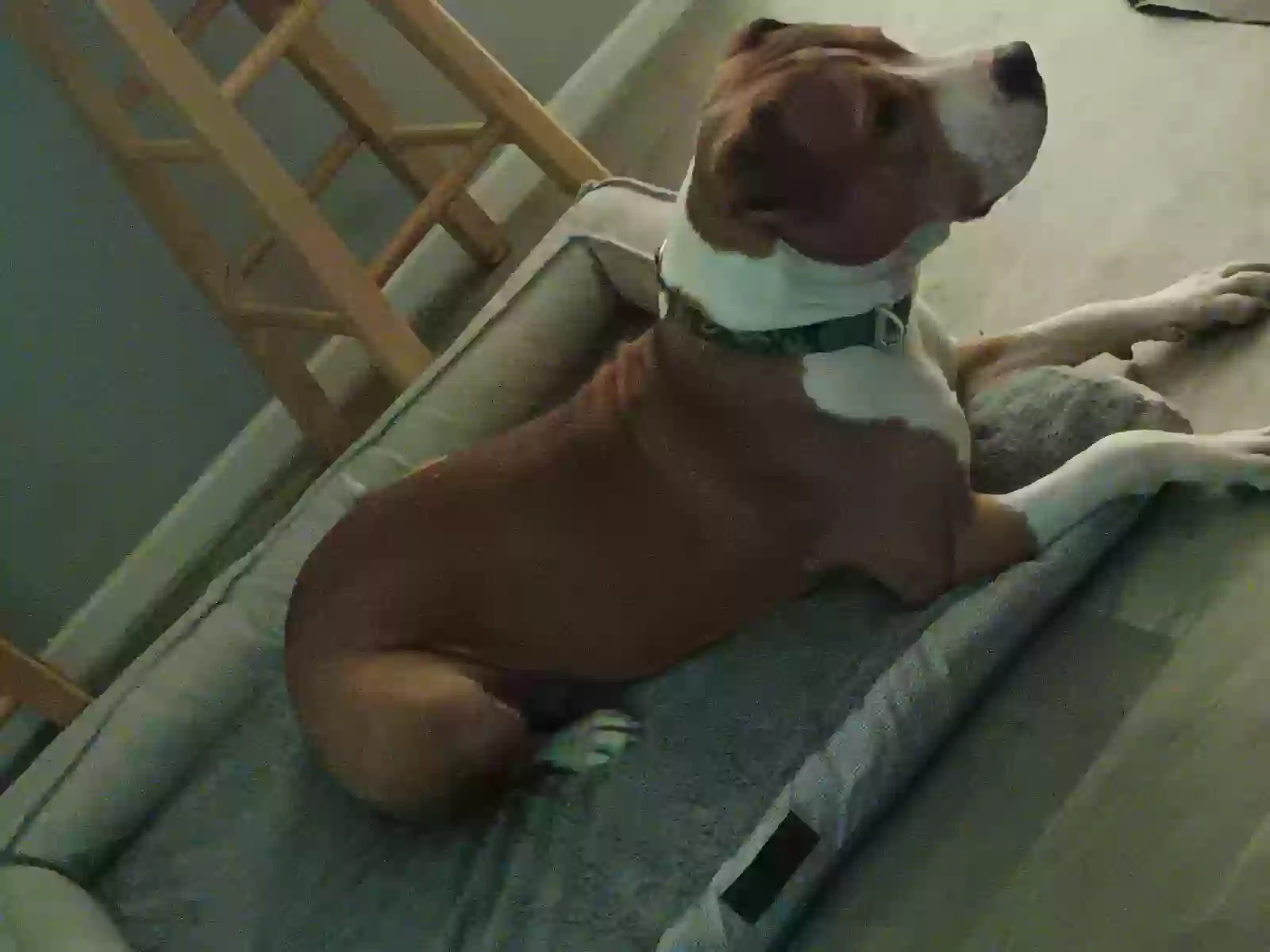 adoptable Dog in Fort Worth,TX named Princess