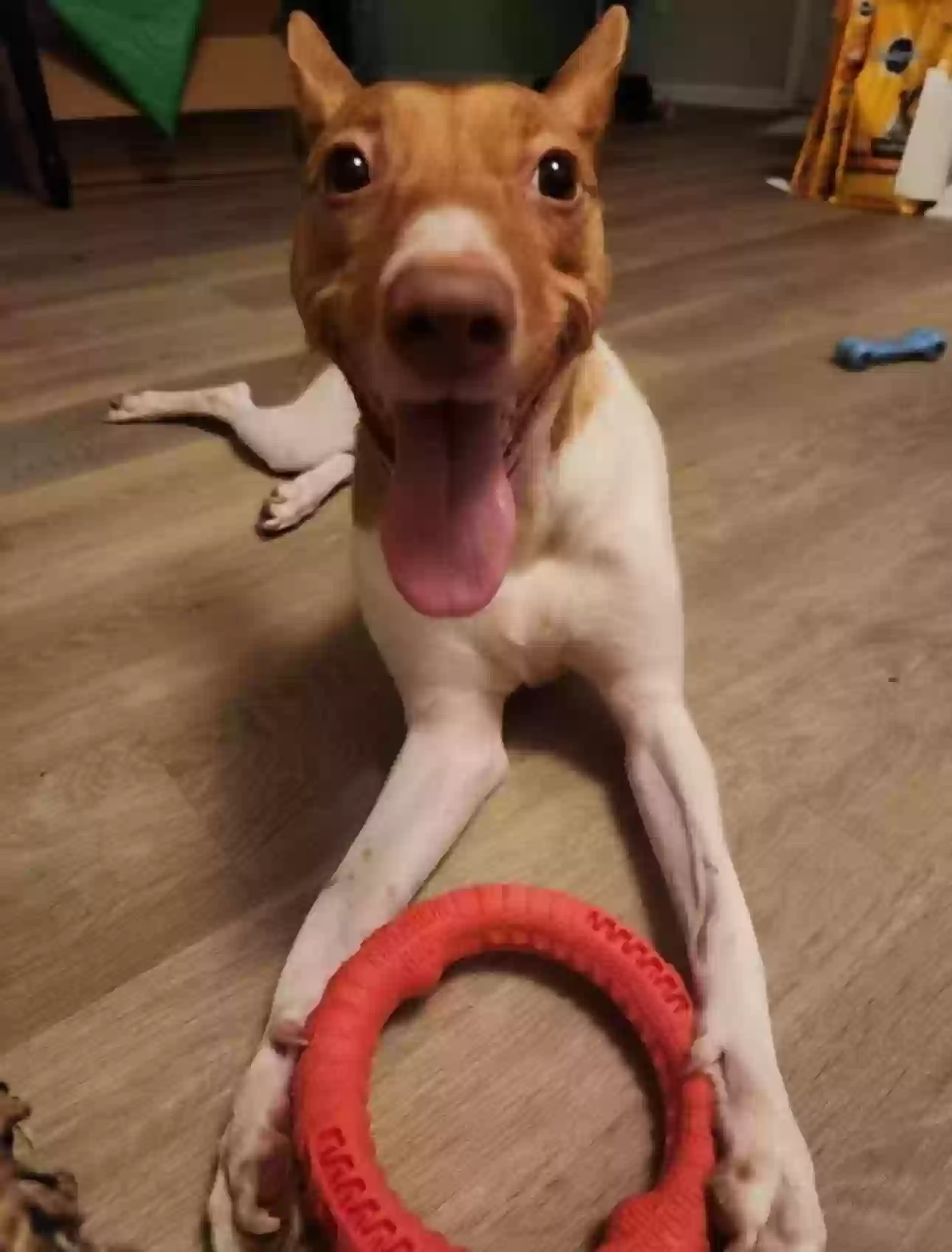 adoptable Dog in Marietta,GA named Bella