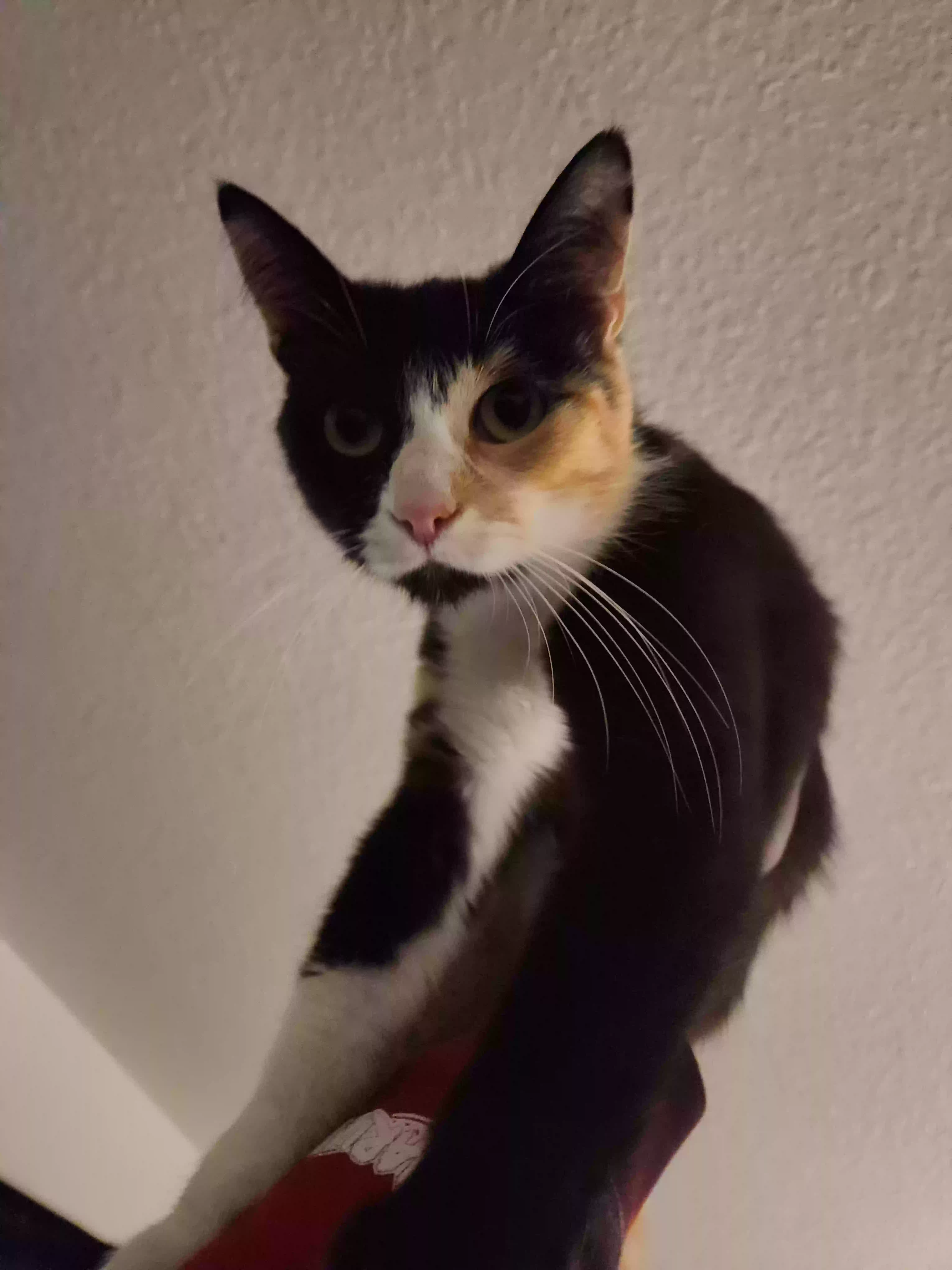 adoptable Cat in Vallejo,CA named Coco