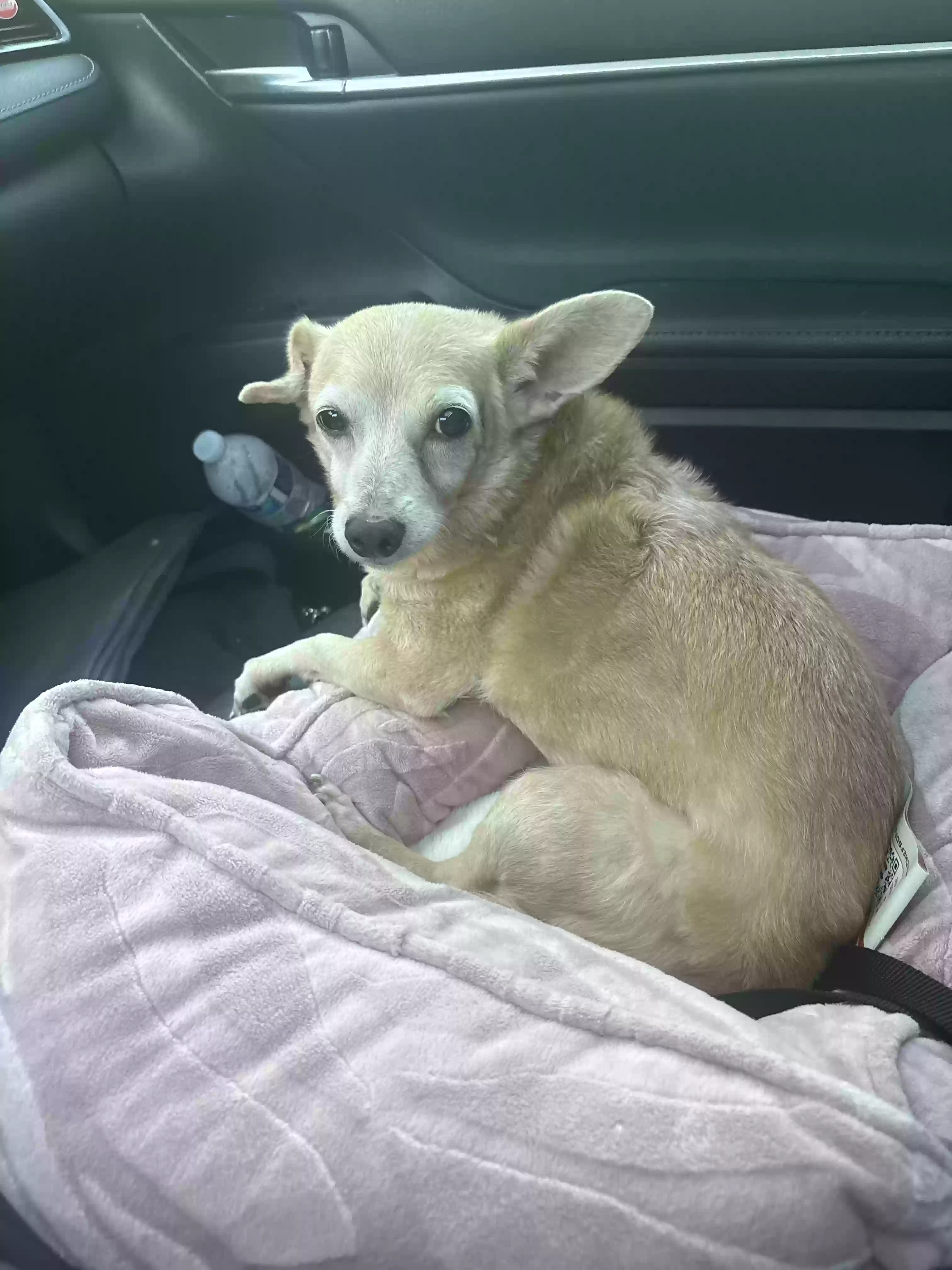 adoptable Dog in Hermitage,TN named Minnie
