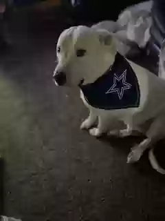 adoptable Dog in Fort Worth,TX named Winter