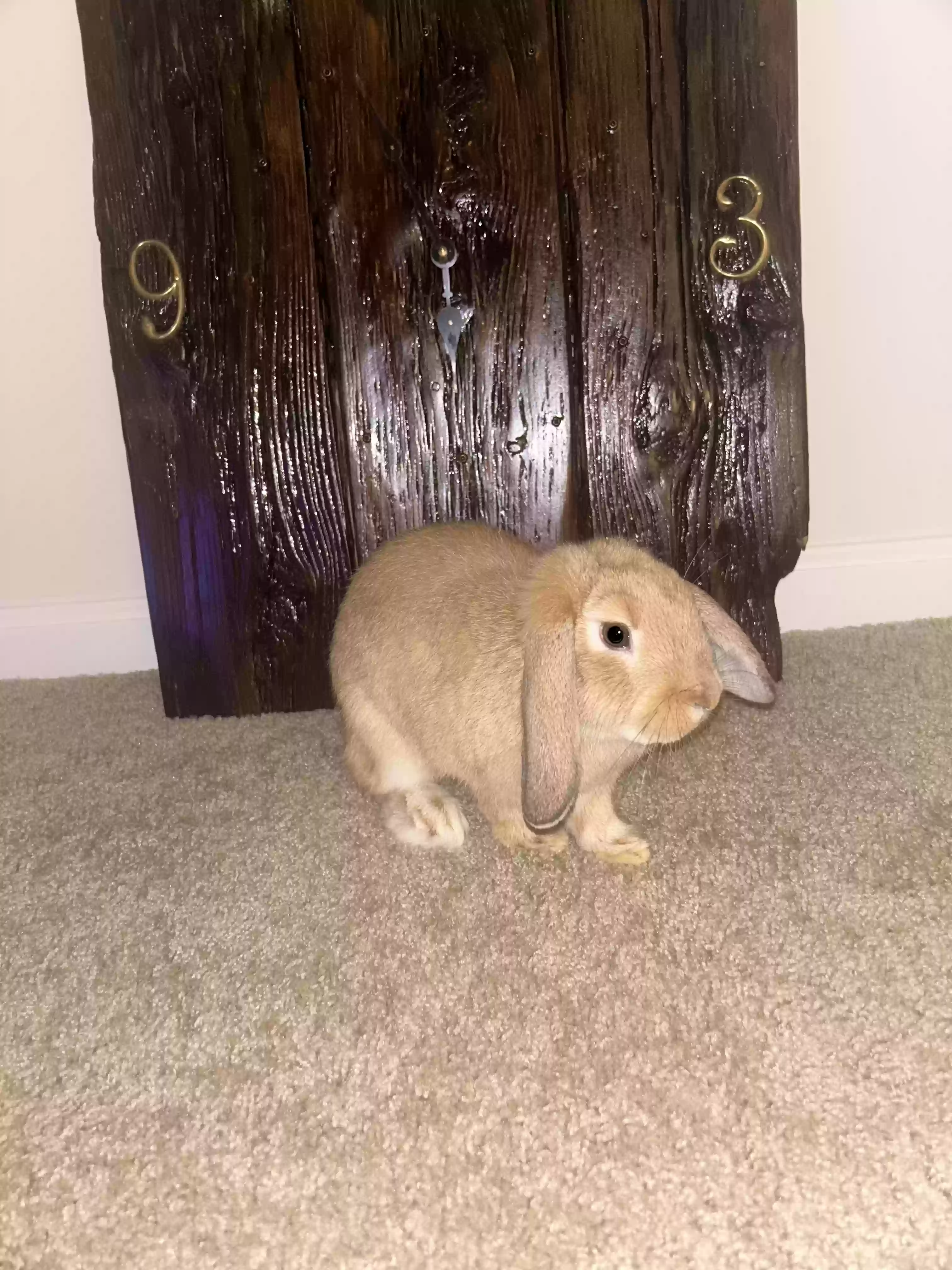 adoptable  in Knightdale,NC named Willow