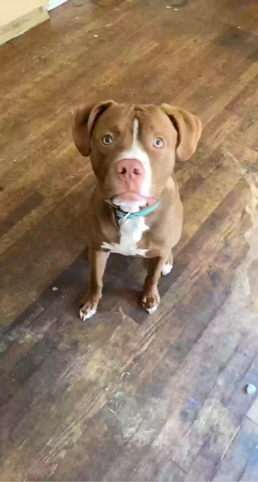 adoptable Dog in Holly Springs,NC named