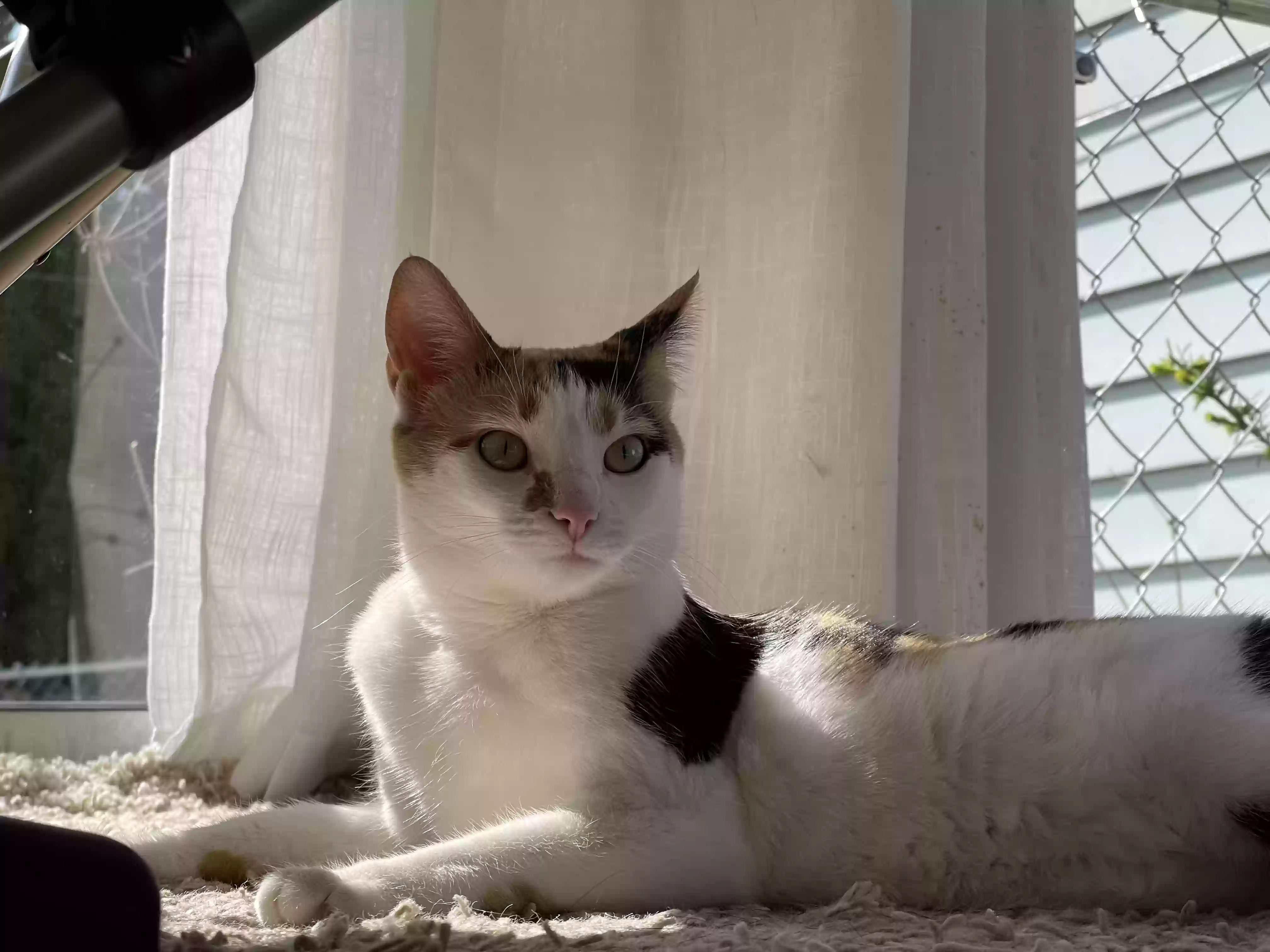adoptable Cat in Grand Rapids,MI named Biscuit