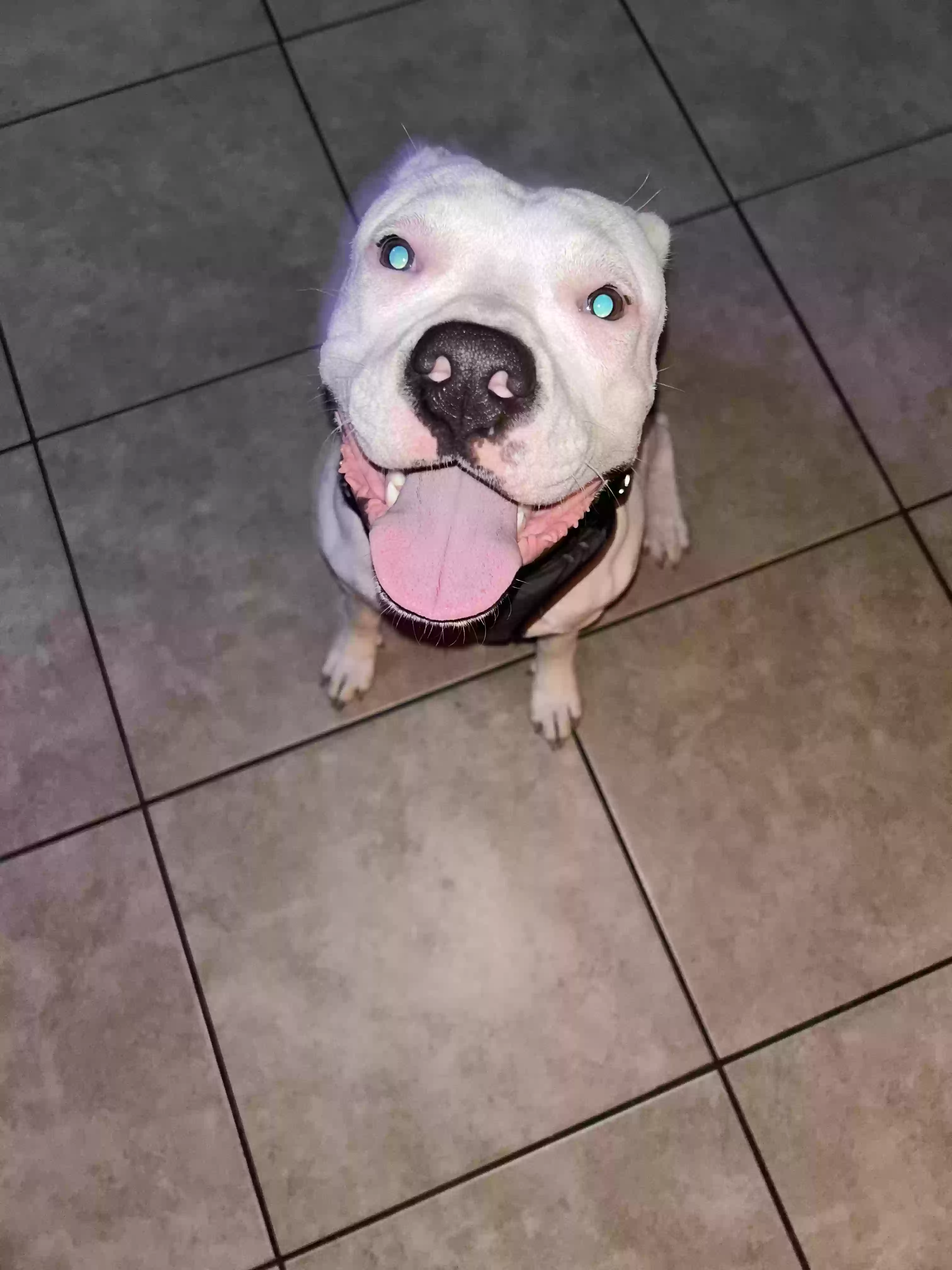 adoptable Dog in Hinesville,GA named Sam
