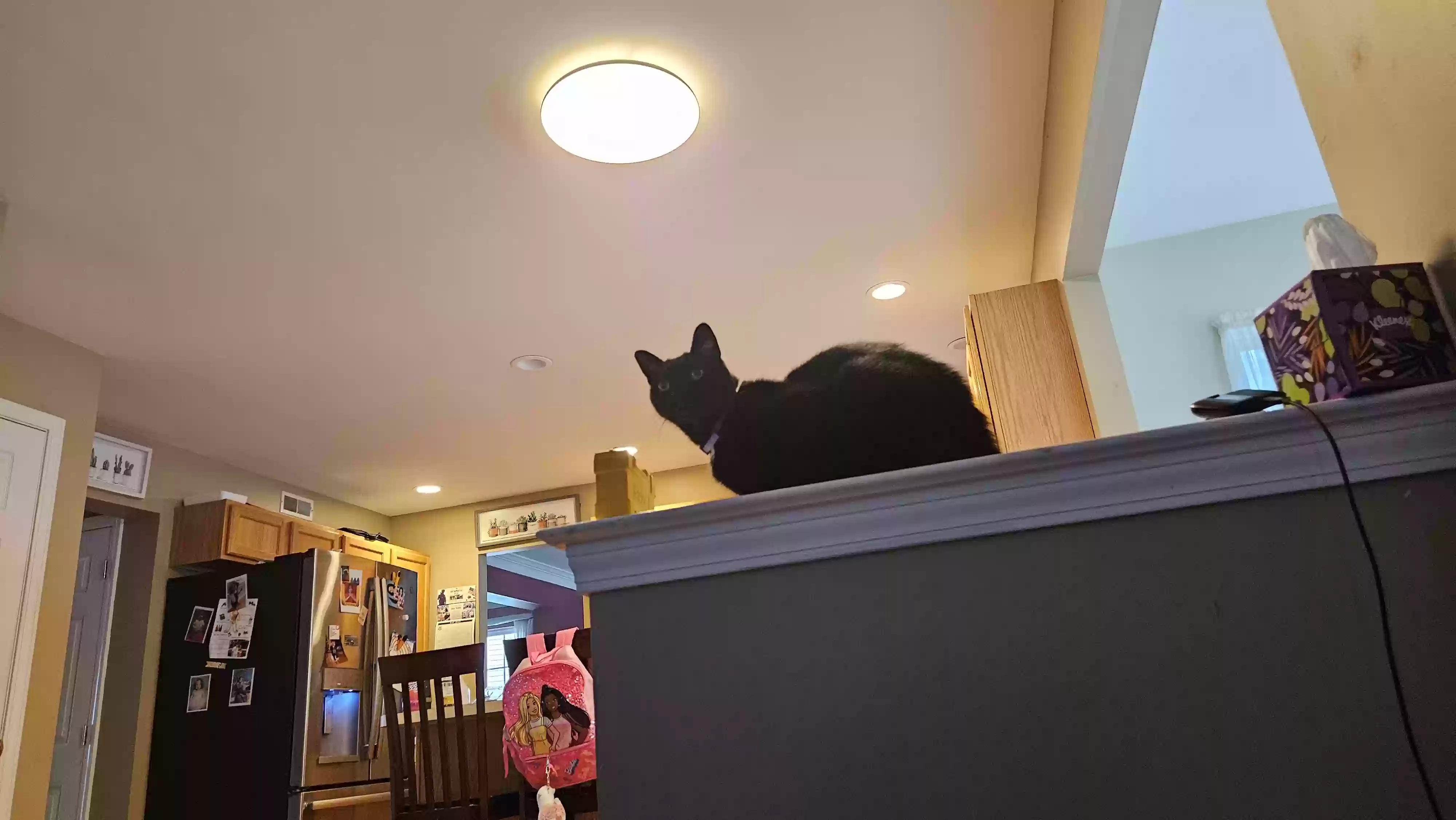 adoptable Cat in West Deptford,NJ named D'Artagnan