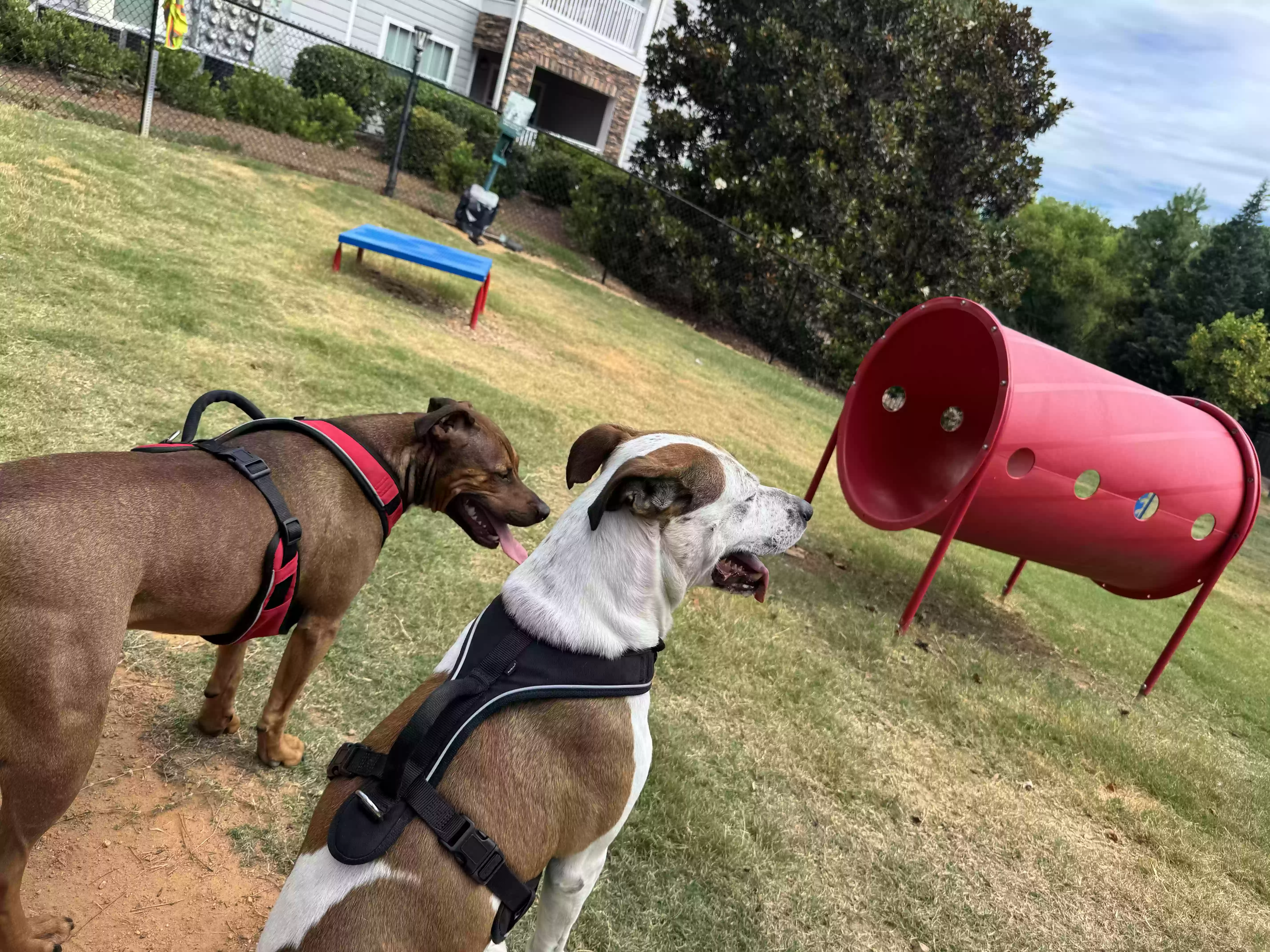 adoptable Dog in Evans,GA named