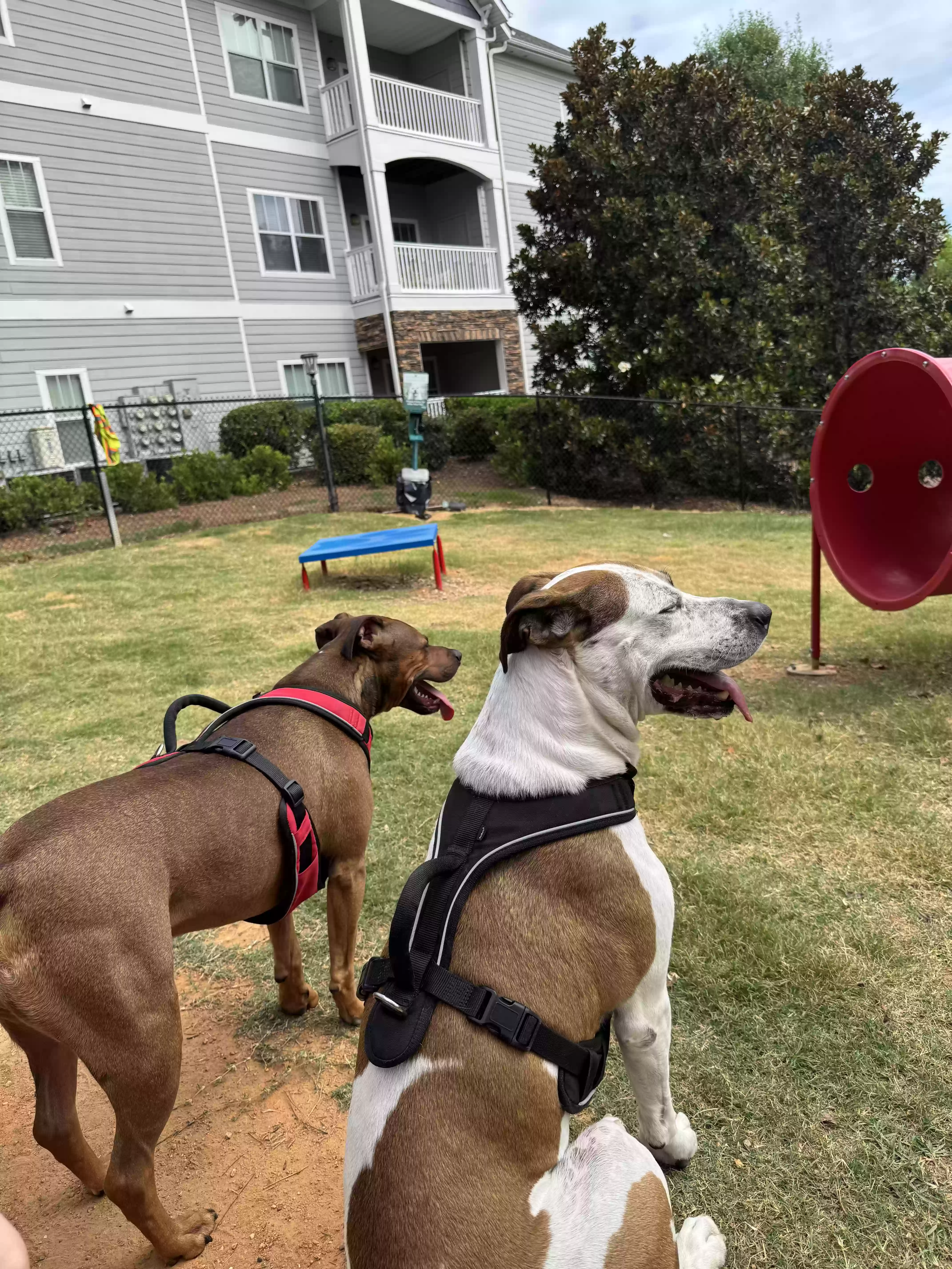 adoptable Dog in Evans,GA named Rocky
