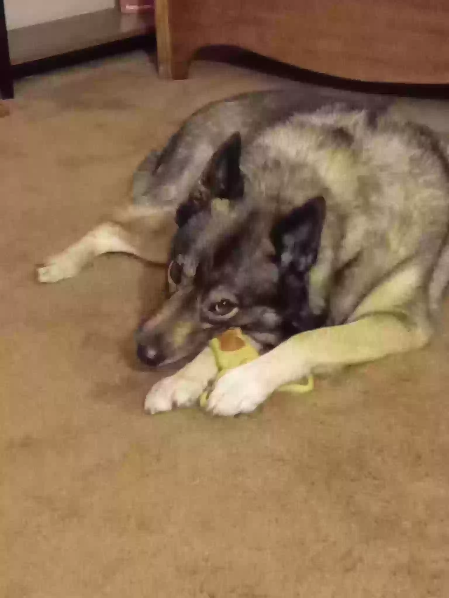 adoptable Dog in Ashland,OH named Kira