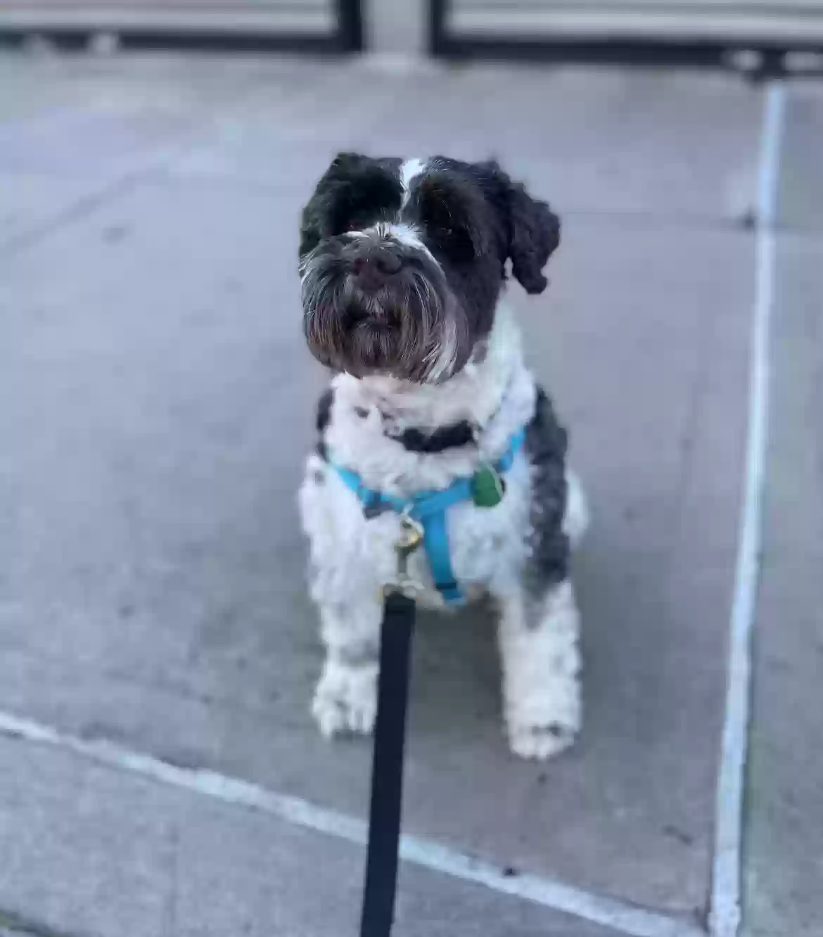 adoptable Dog in Ridgewood,NY named Chuckie