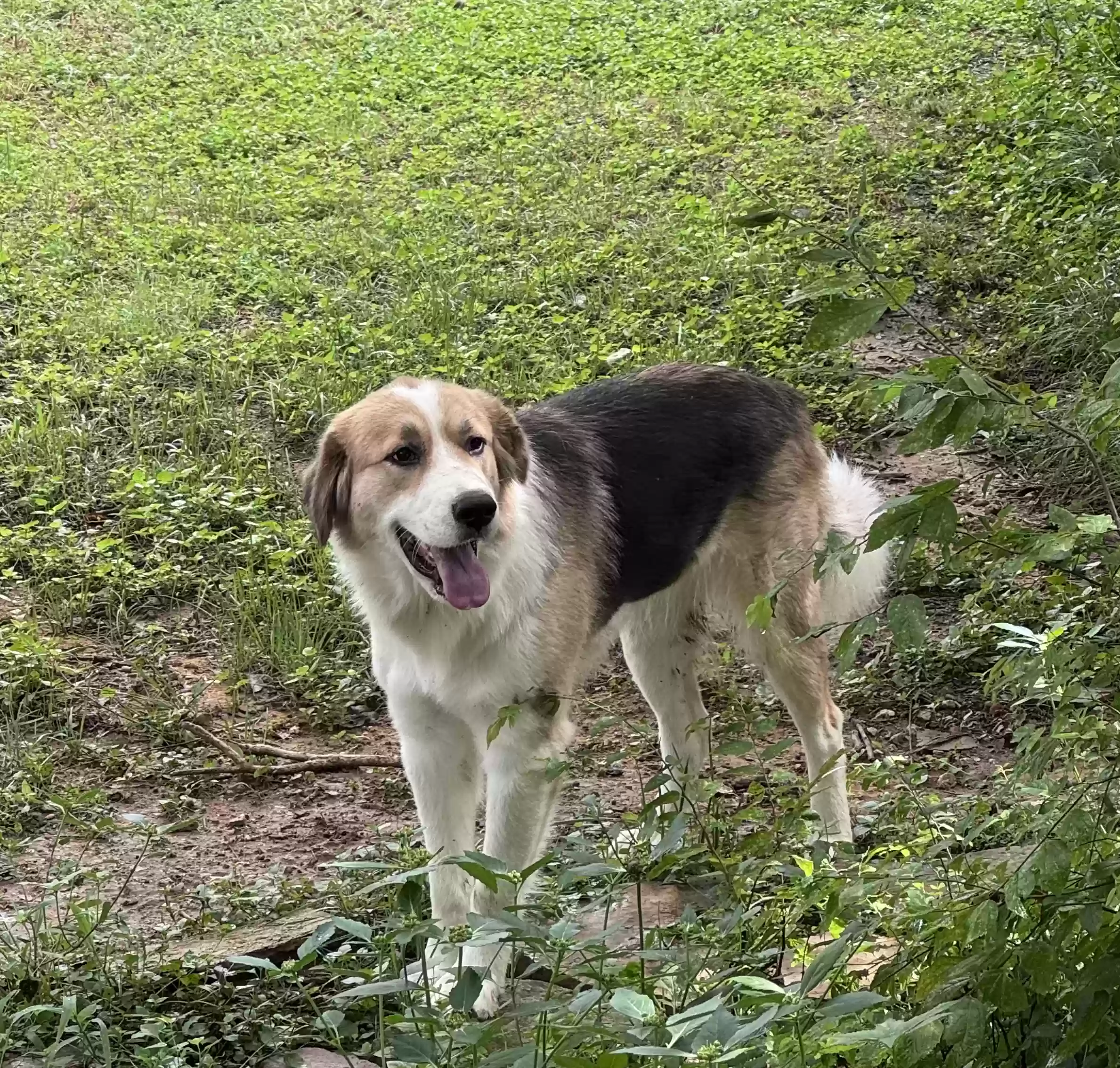 adoptable Dog in Waxahachie,TX named Bailey