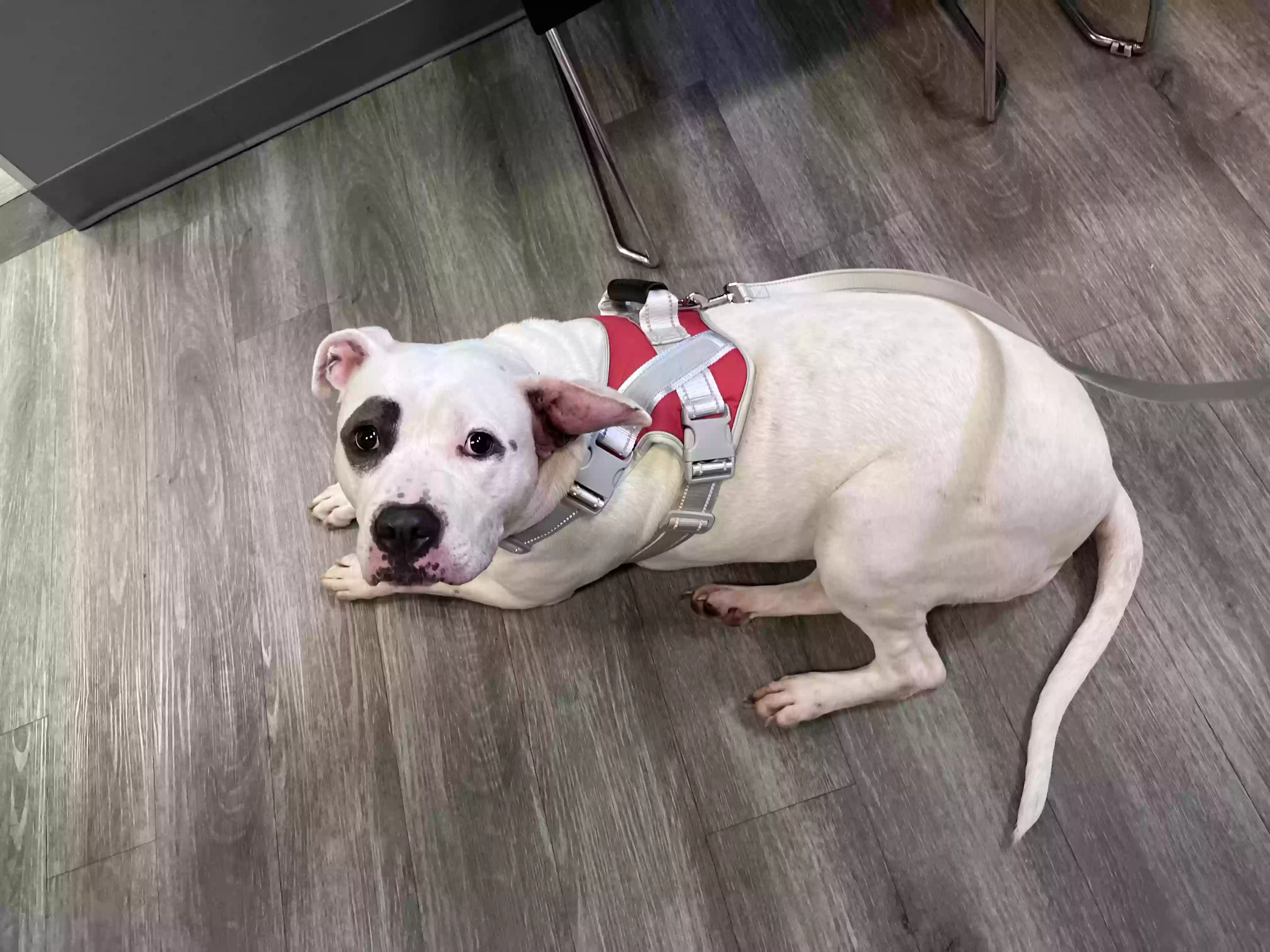 adoptable Dog in Philadelphia,PA named Blanca