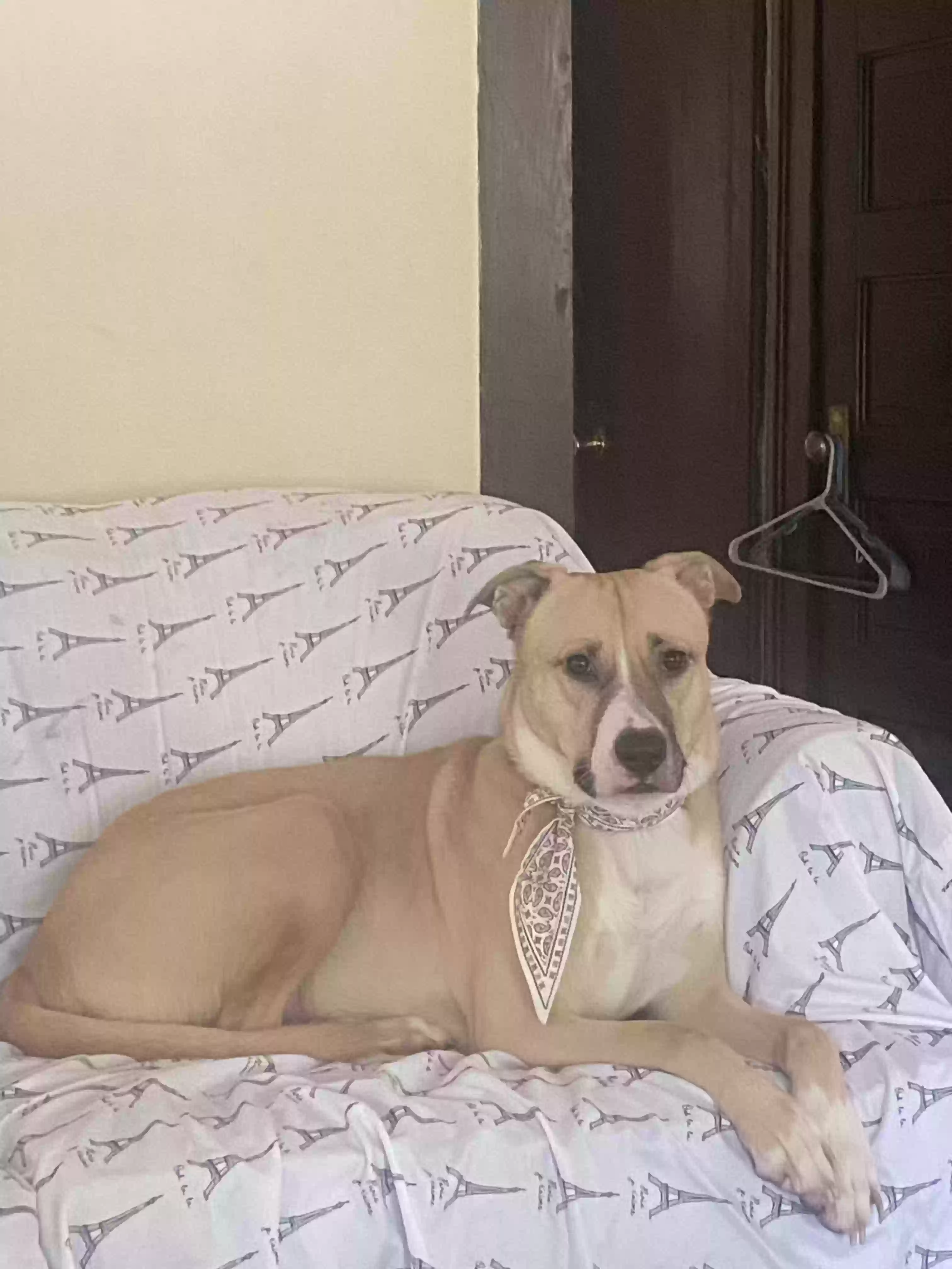 adoptable Dog in Springfield,OH named Kas