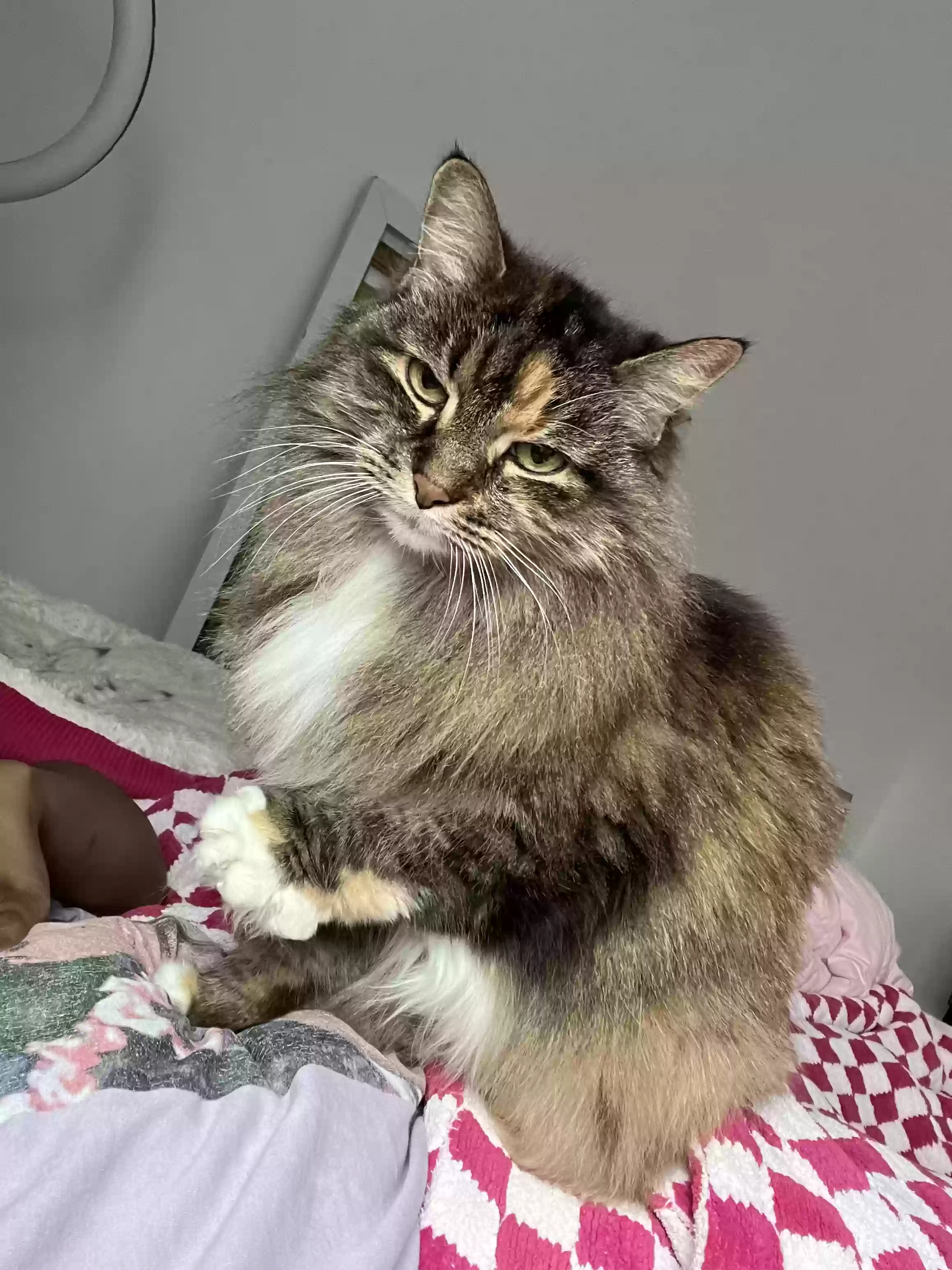 adoptable Cat in Ridgewood,NY named dutchess