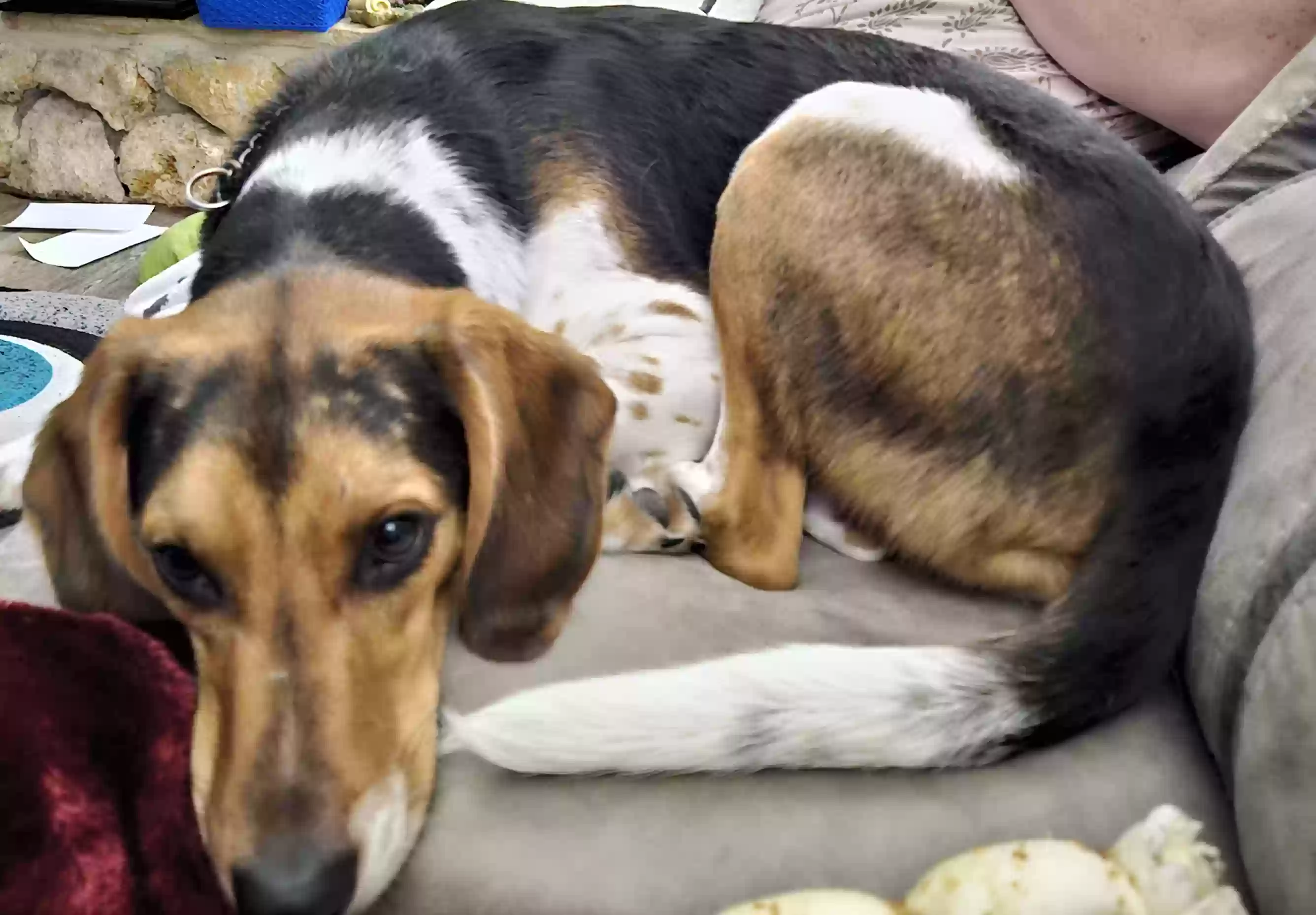 adoptable Dog in Orlando,FL named Copper