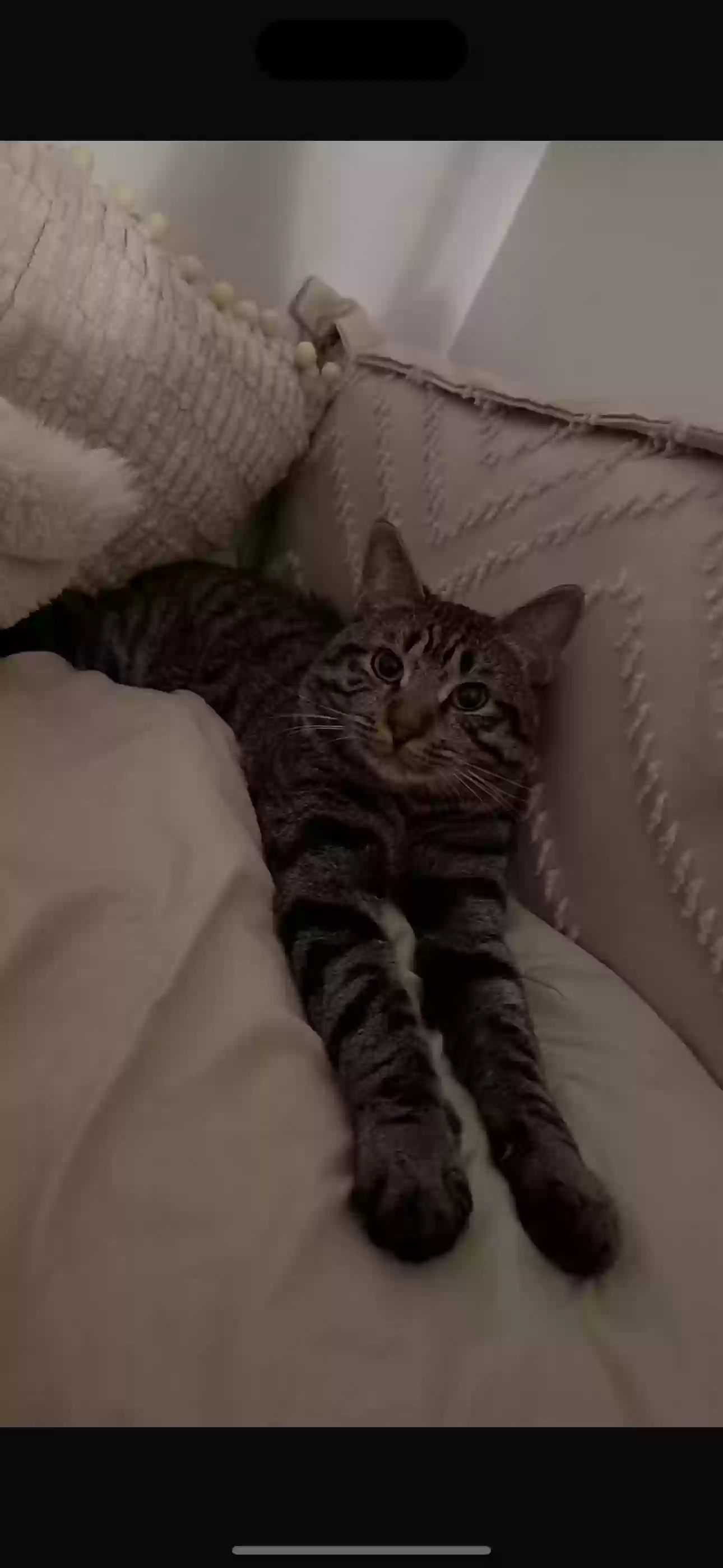 adoptable Cat in Maspeth,NY named Lio