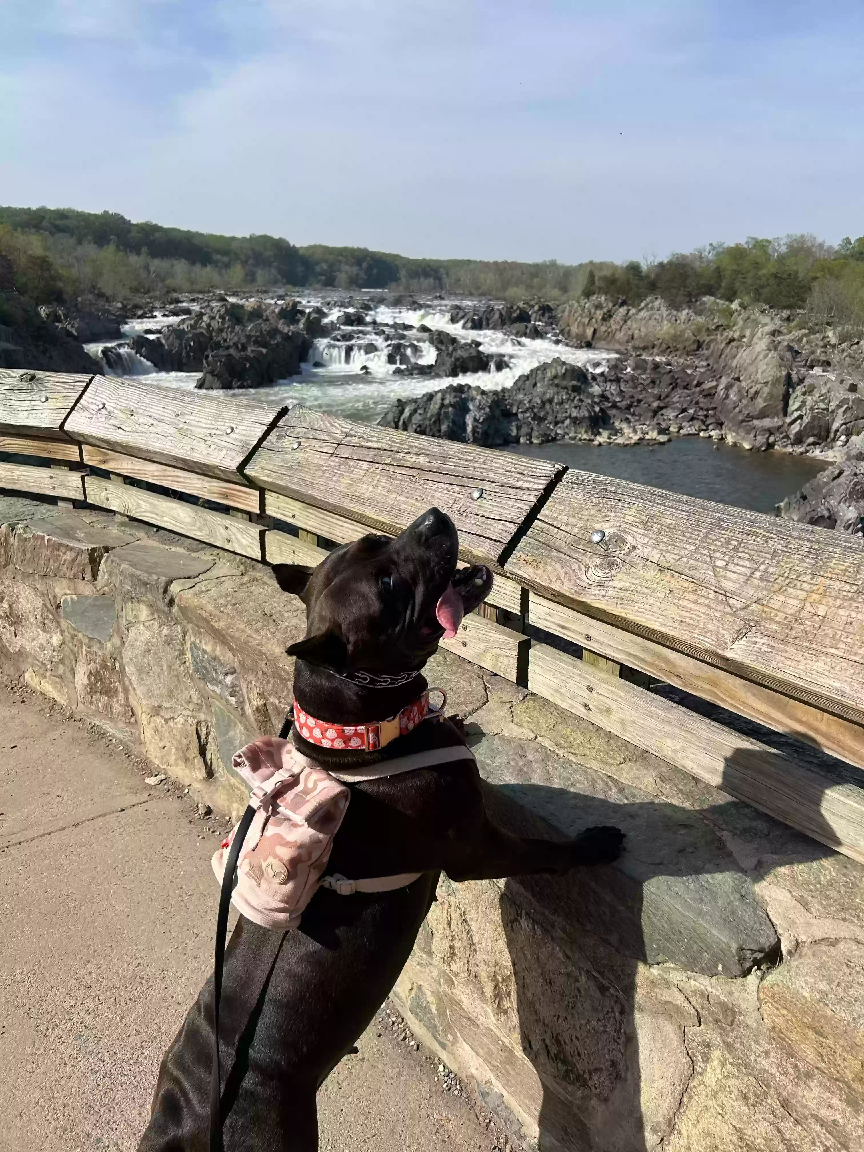 adoptable Dog in Clinton,MD named Gremlin