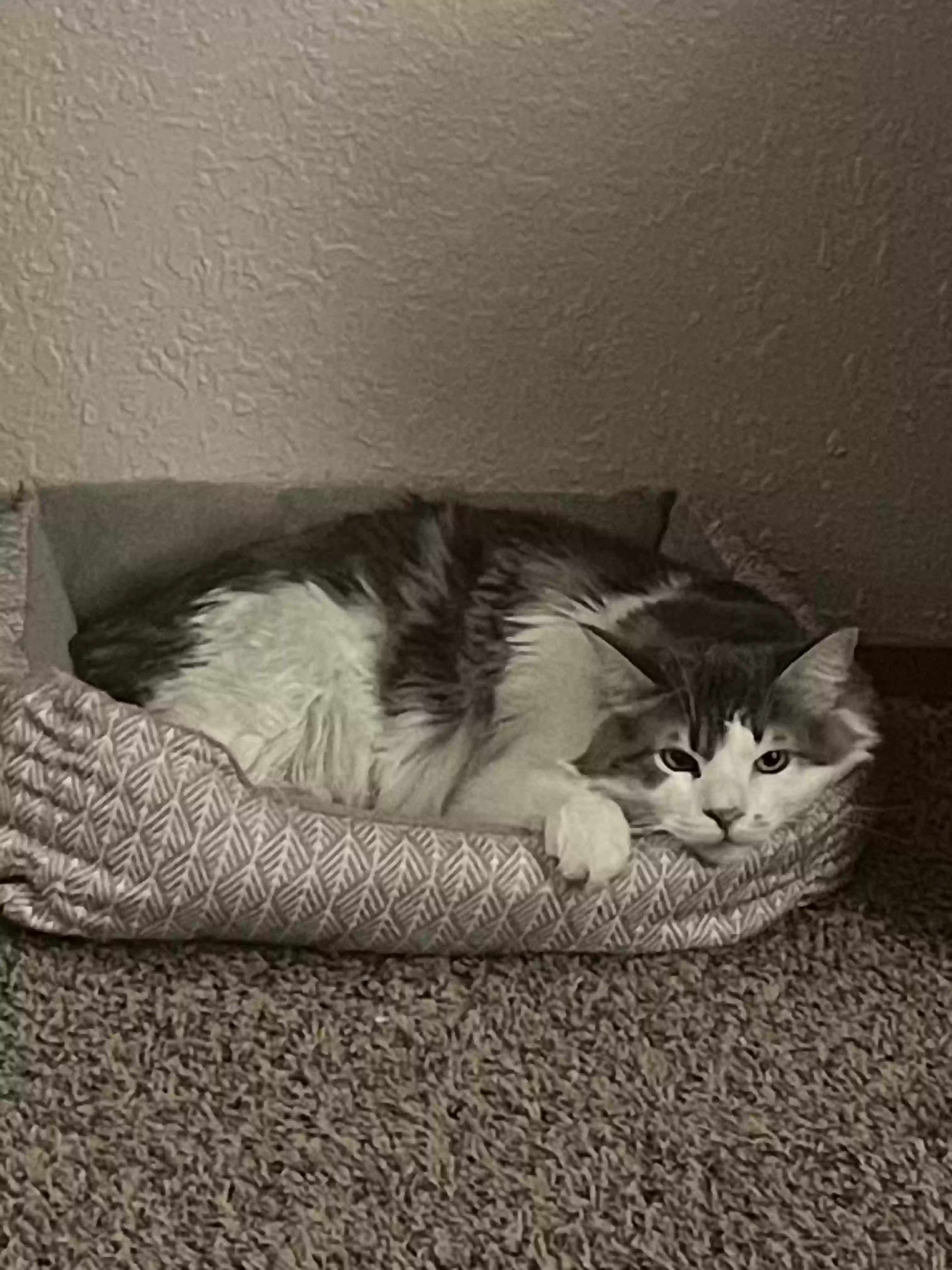 adoptable Cat in Turlock,CA named Rocket