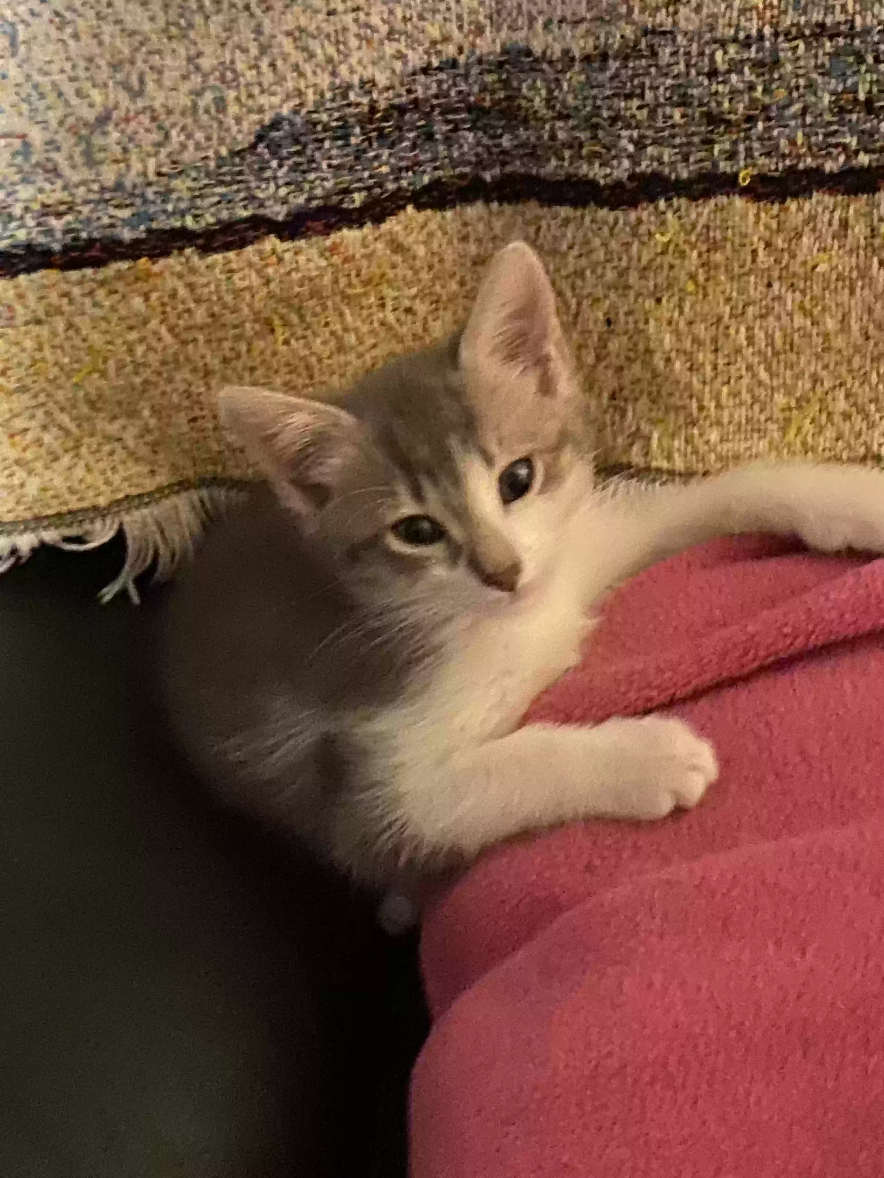 adoptable Cat in Hinesville,GA named No name