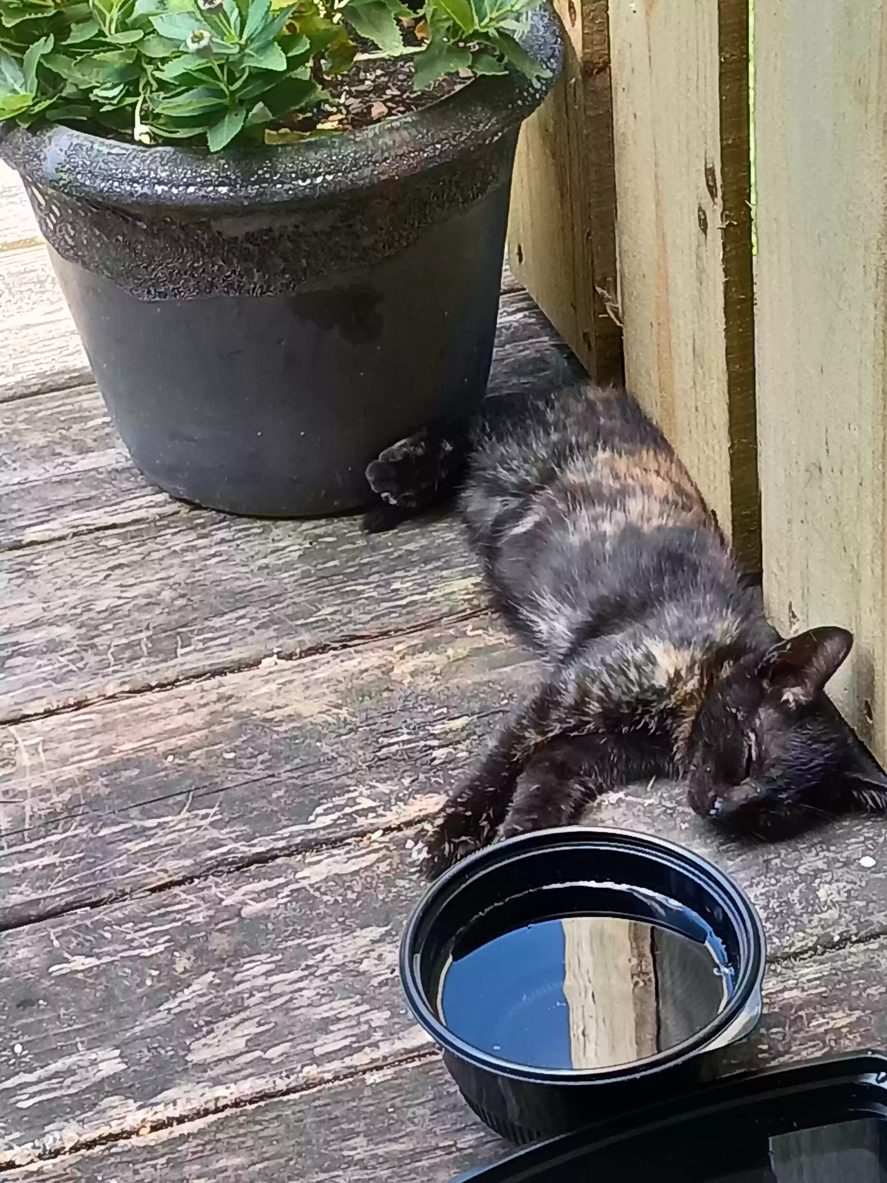 adoptable Cat in Columbia,SC named Ava