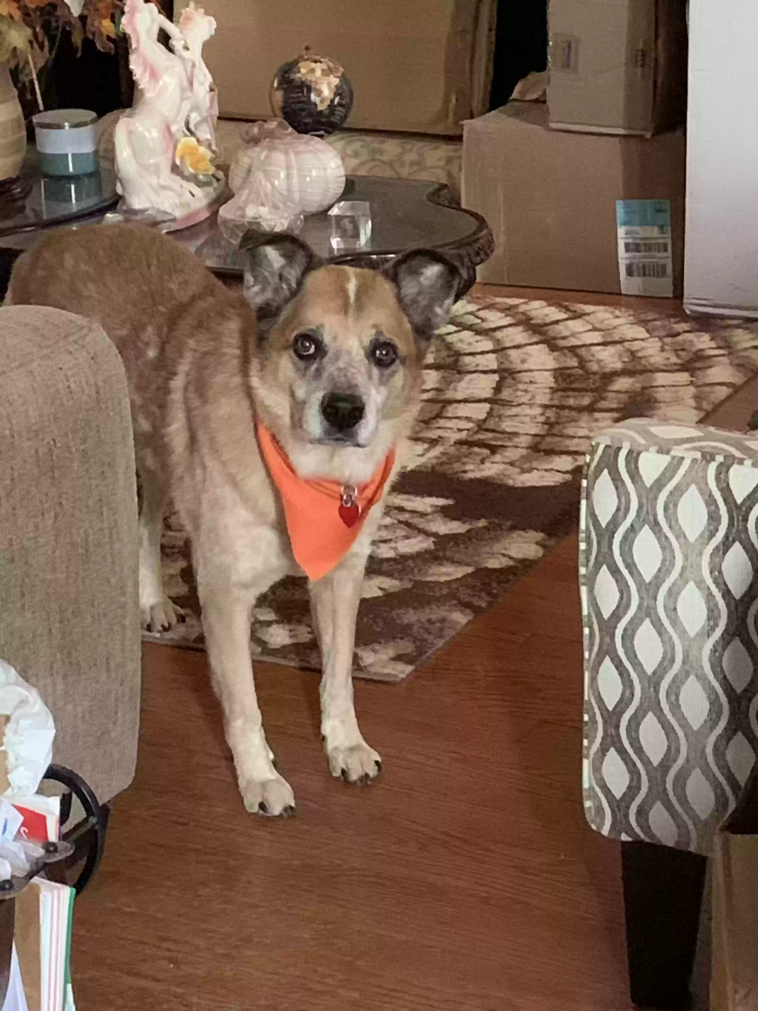adoptable Dog in Westbury,NY named Benjamin