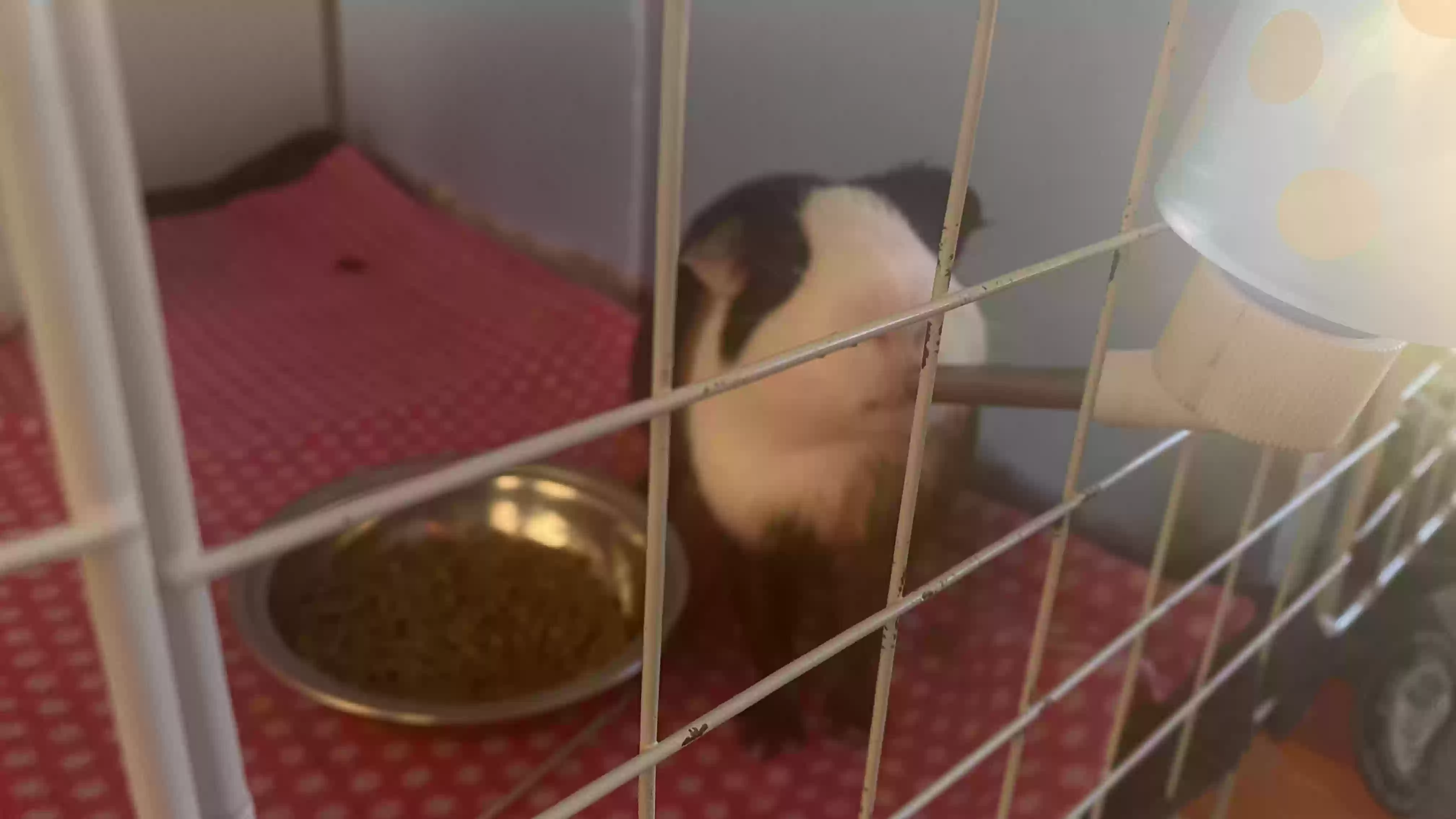 adoptable in Stockbridge,GA named