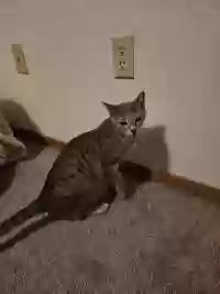 adoptable Cat in Hudson,WI named Xyla