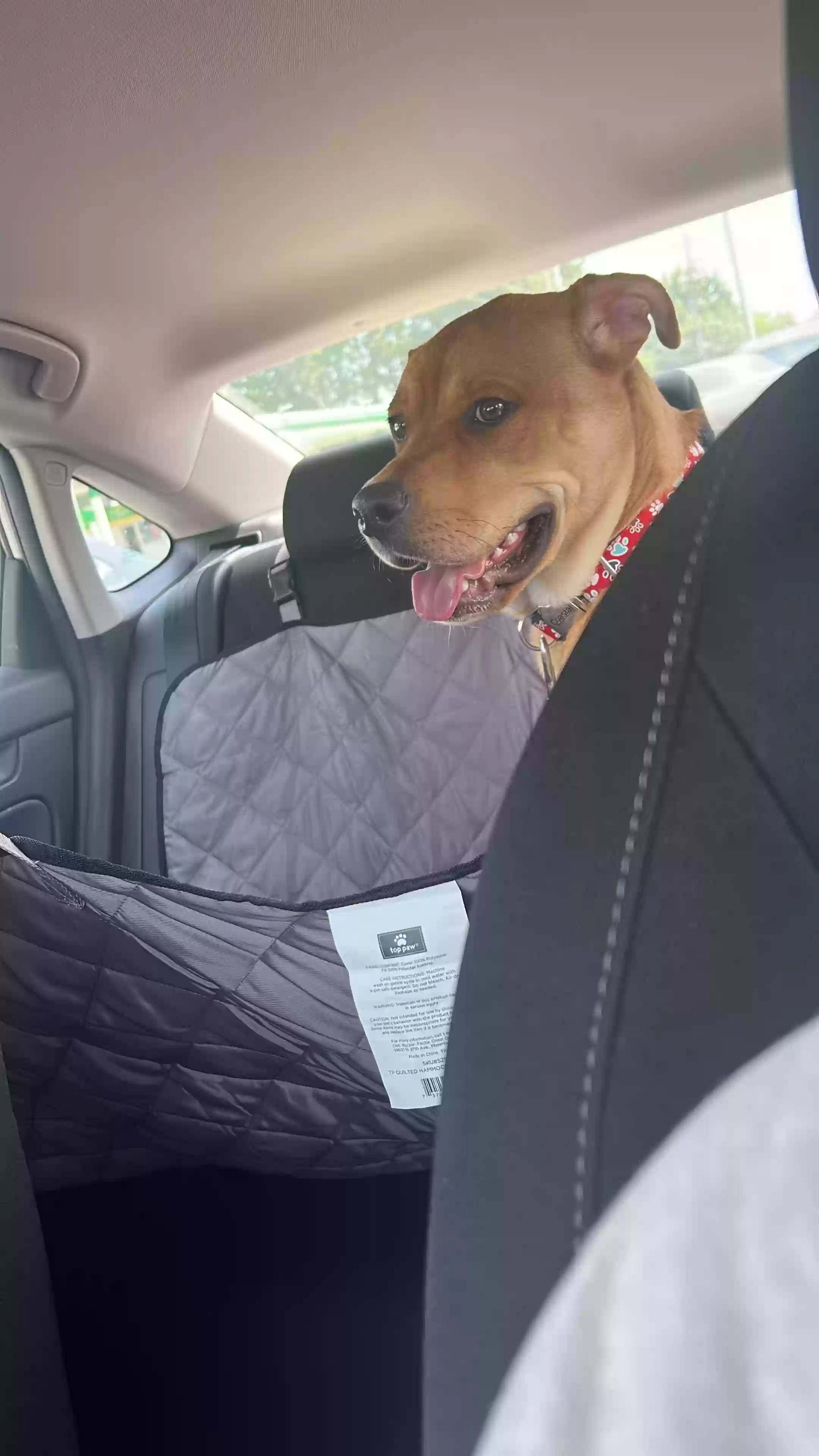 adoptable Dog in Smyrna,GA named Fanini